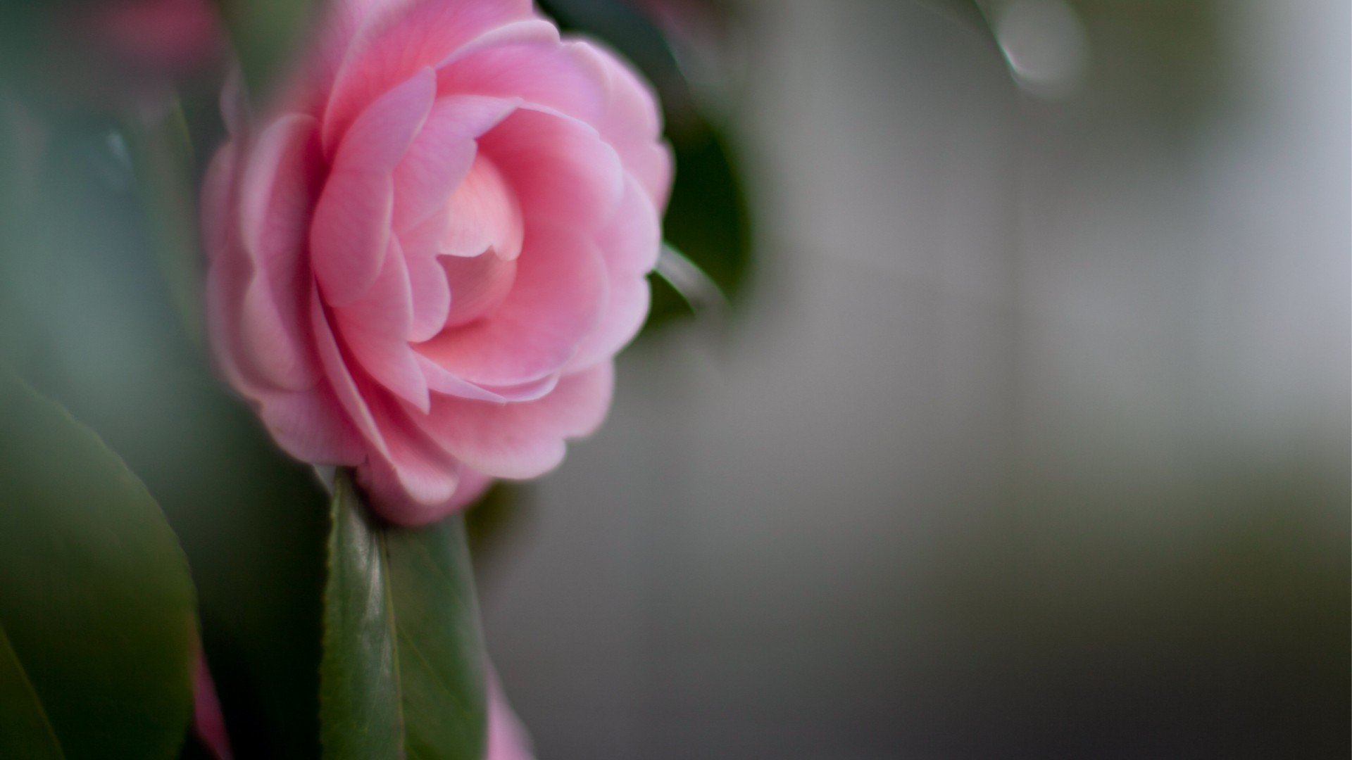 小清新,娇艳欲滴,儿童桌面专用