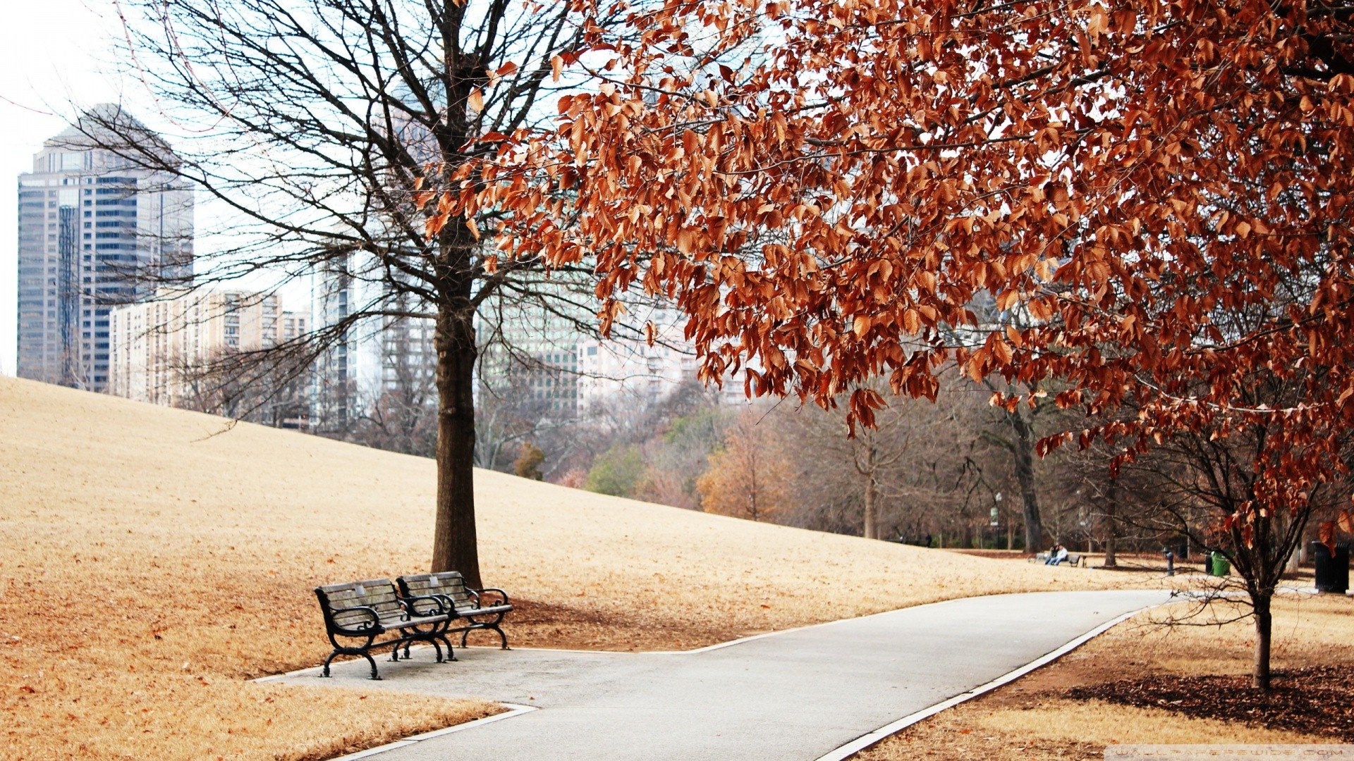 风景,秋意正浓,儿童桌面专用
