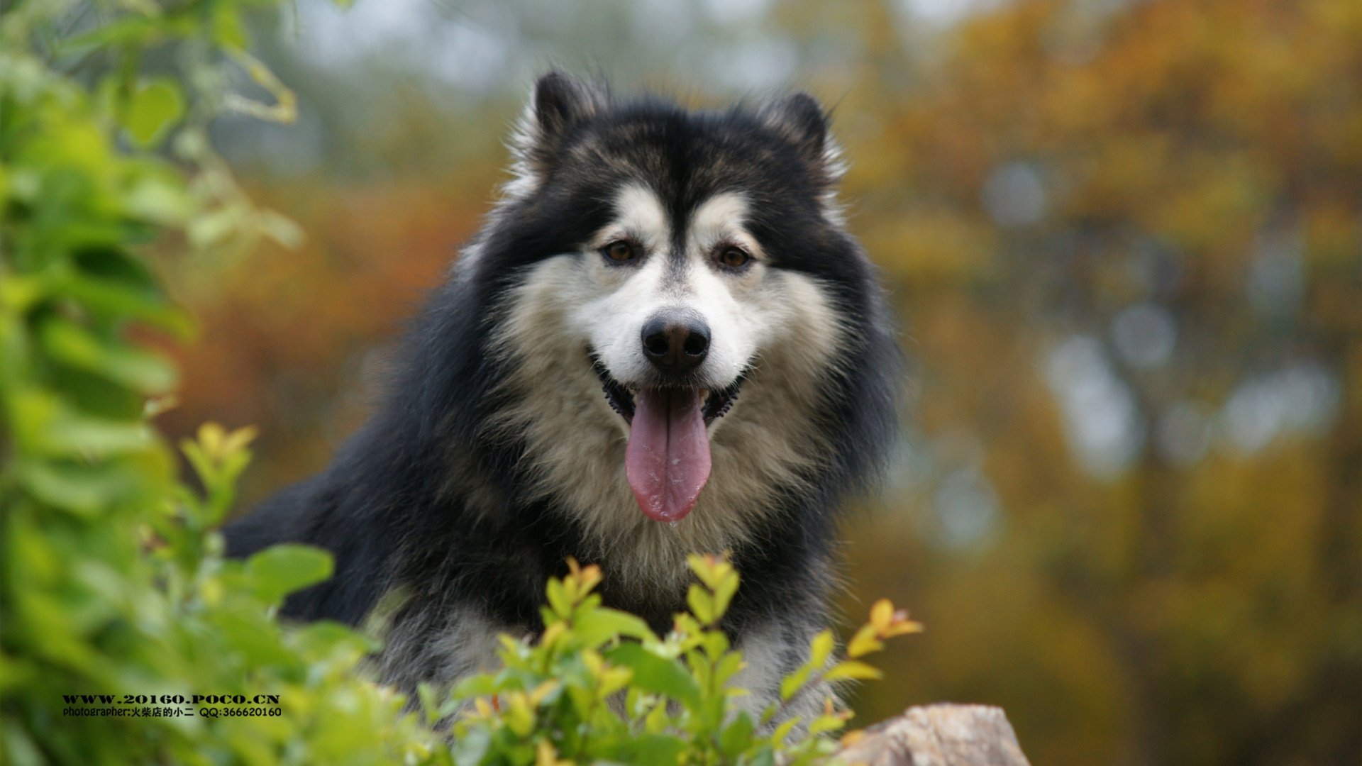 萌宠,火柴摄影,汪星人,狗,独家首发,@摄影师火柴店的小二,儿童桌面专用