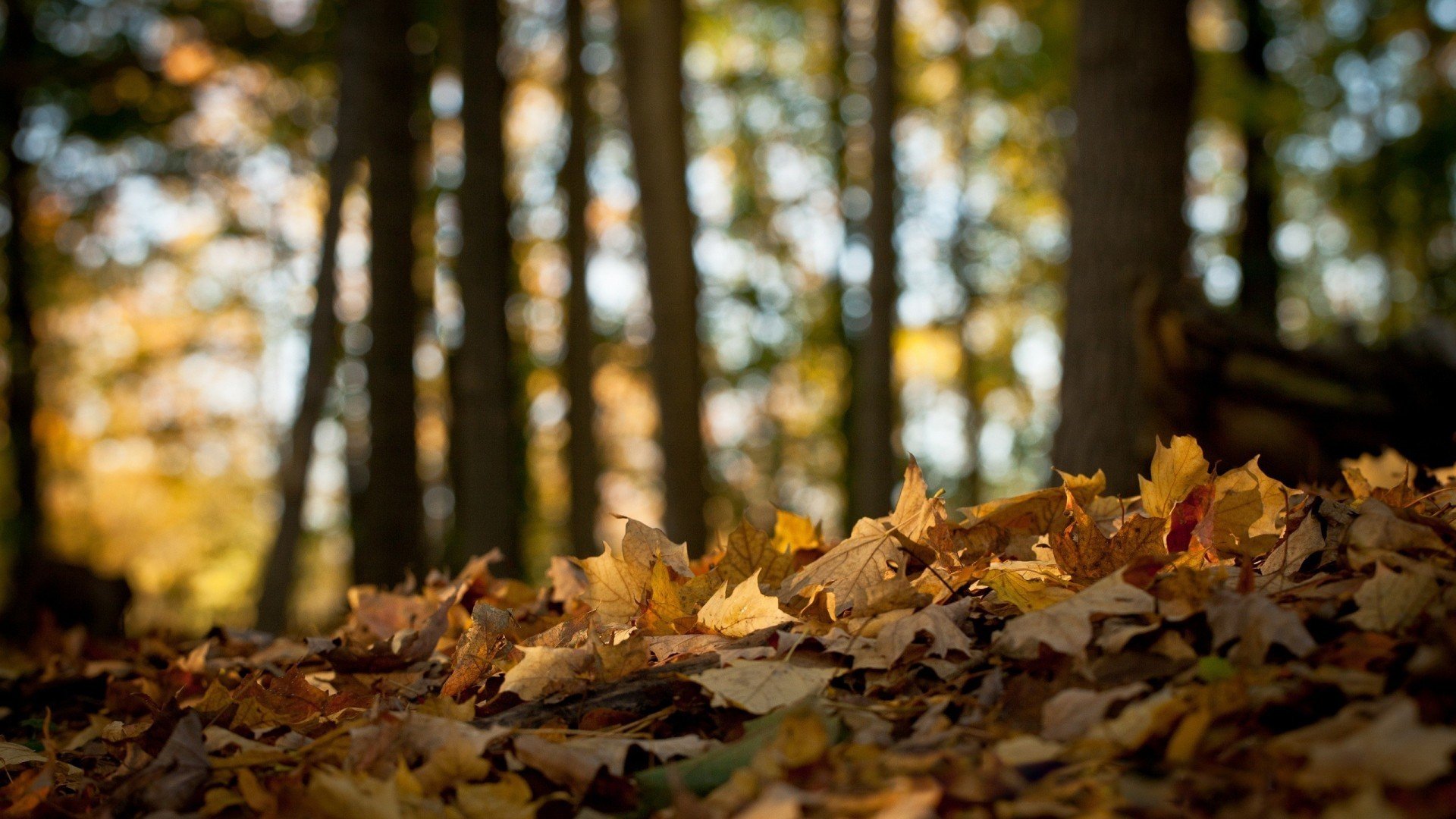 小清新,清新淡雅,儿童桌面专用