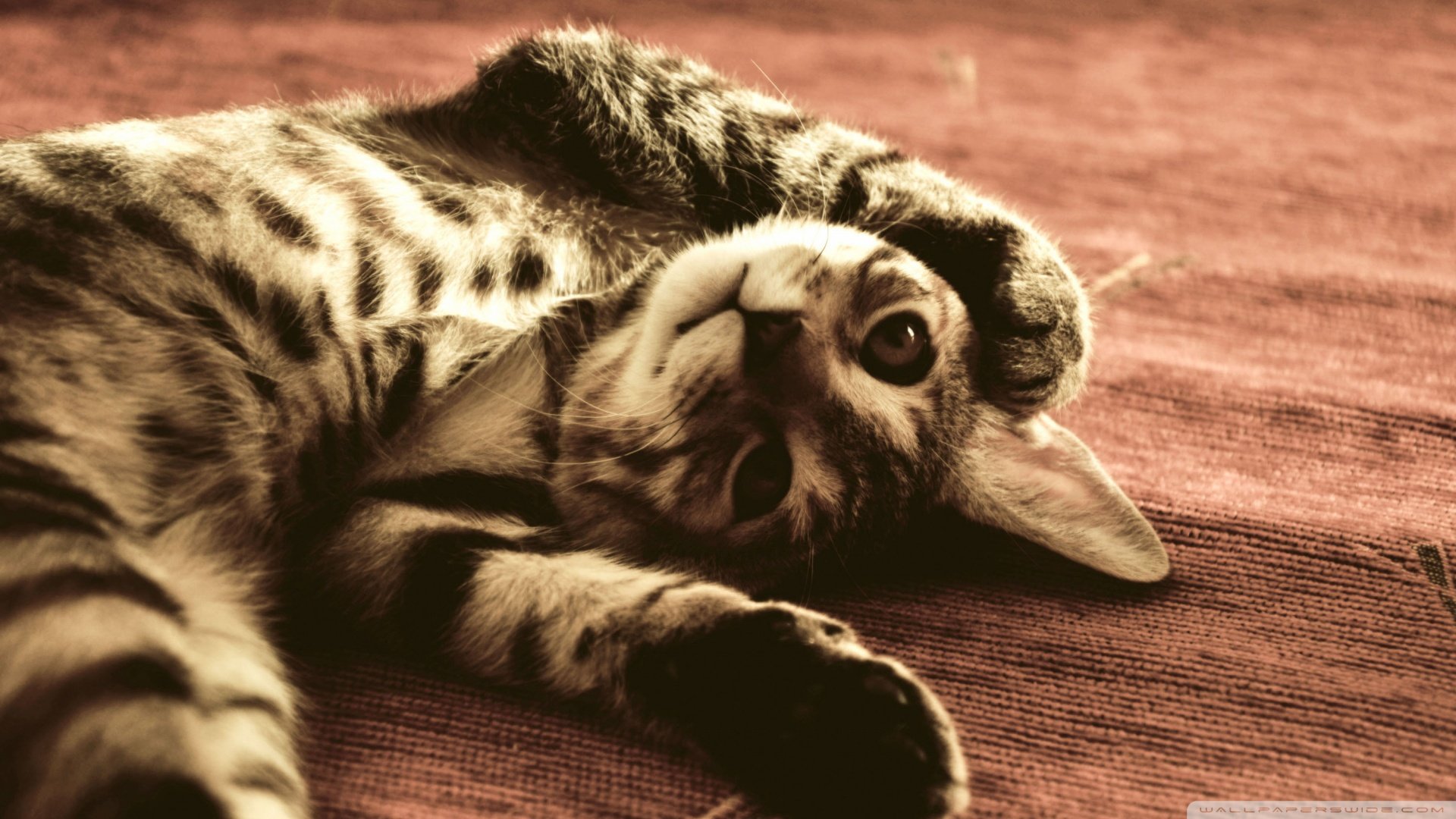 萌宠,汪星人,猫,猫咪,虎斑,美短,儿童桌面专用