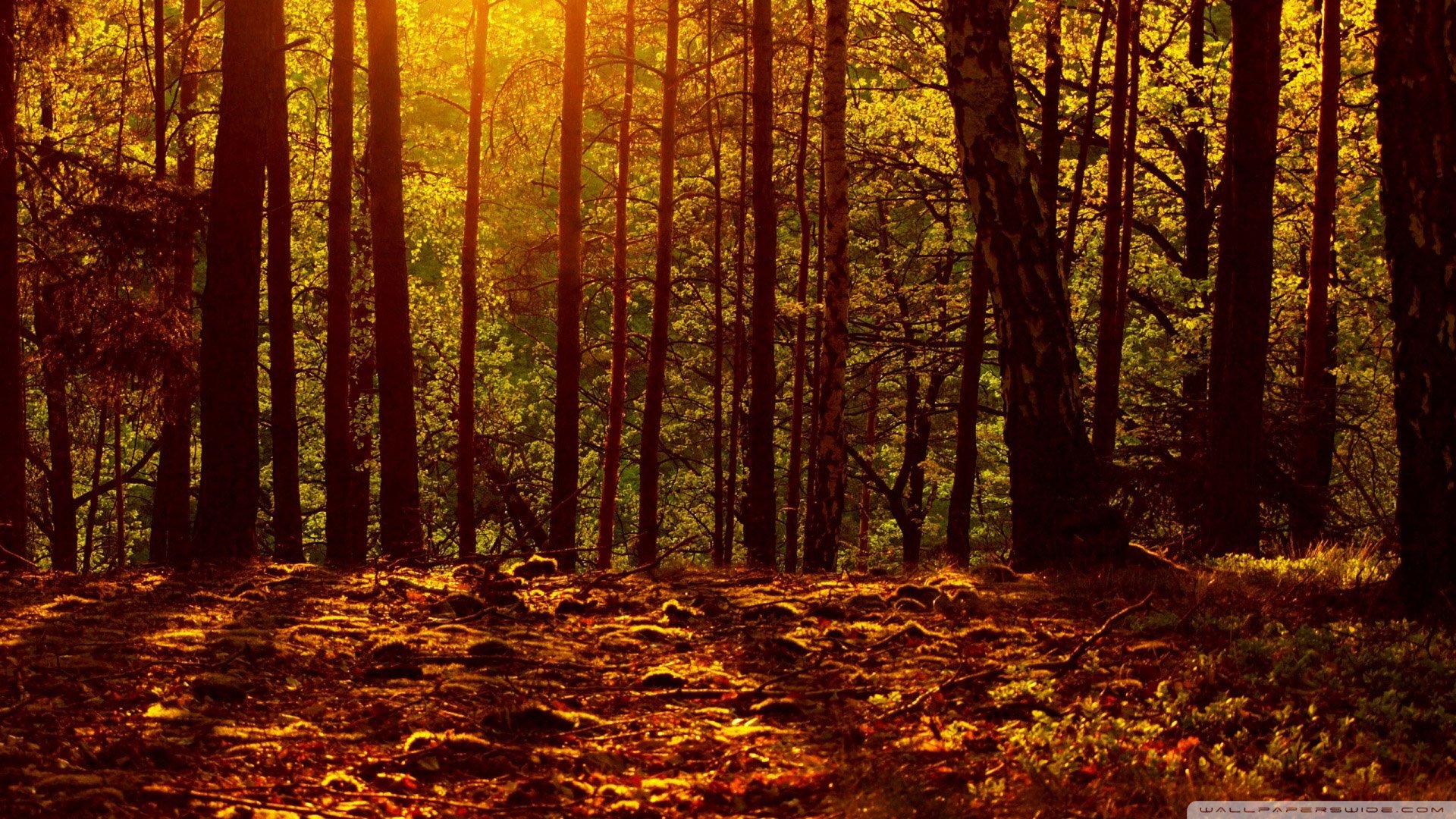 风景,树林,丛林,自然风光,儿童桌面专用