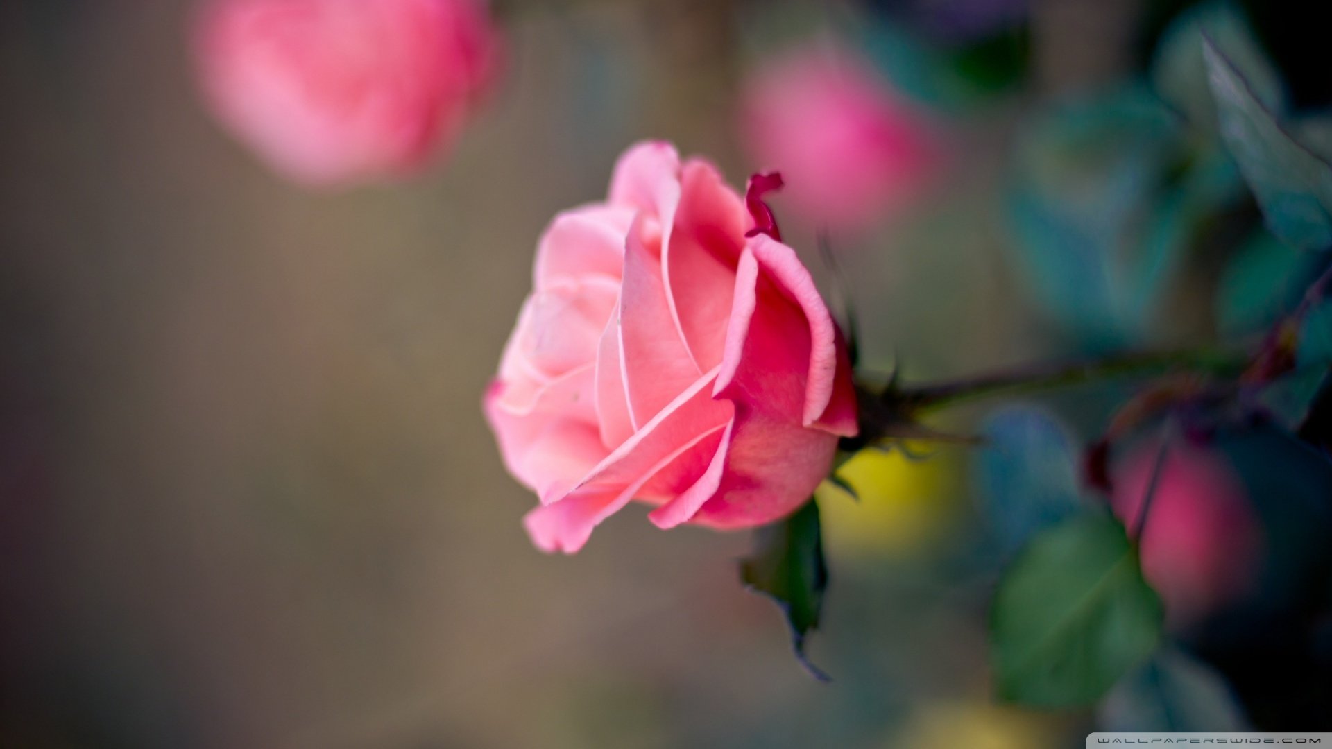 小清新,娇艳欲滴,儿童桌面专用