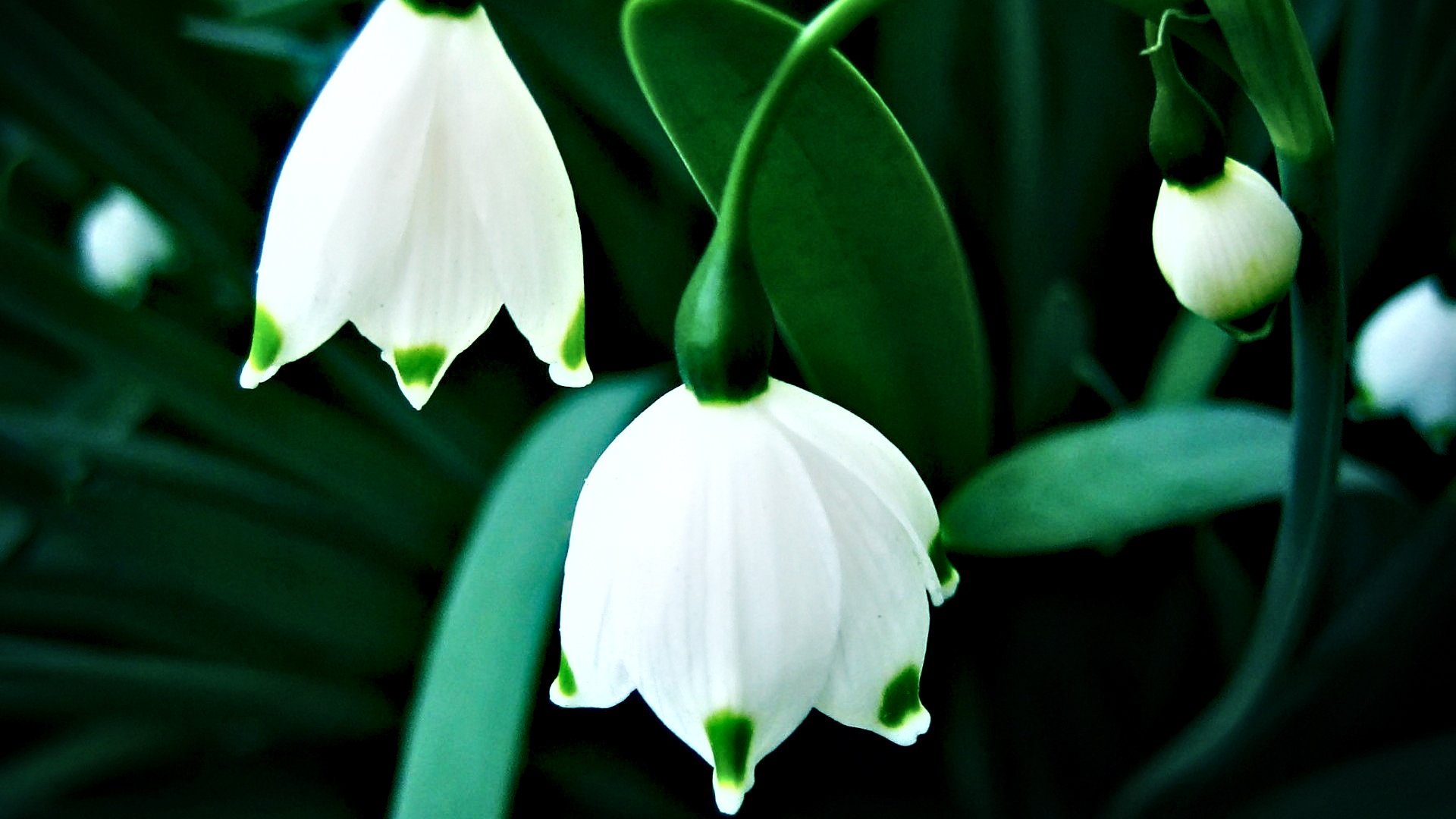 小清新,清新淡雅,花,儿童桌面专用