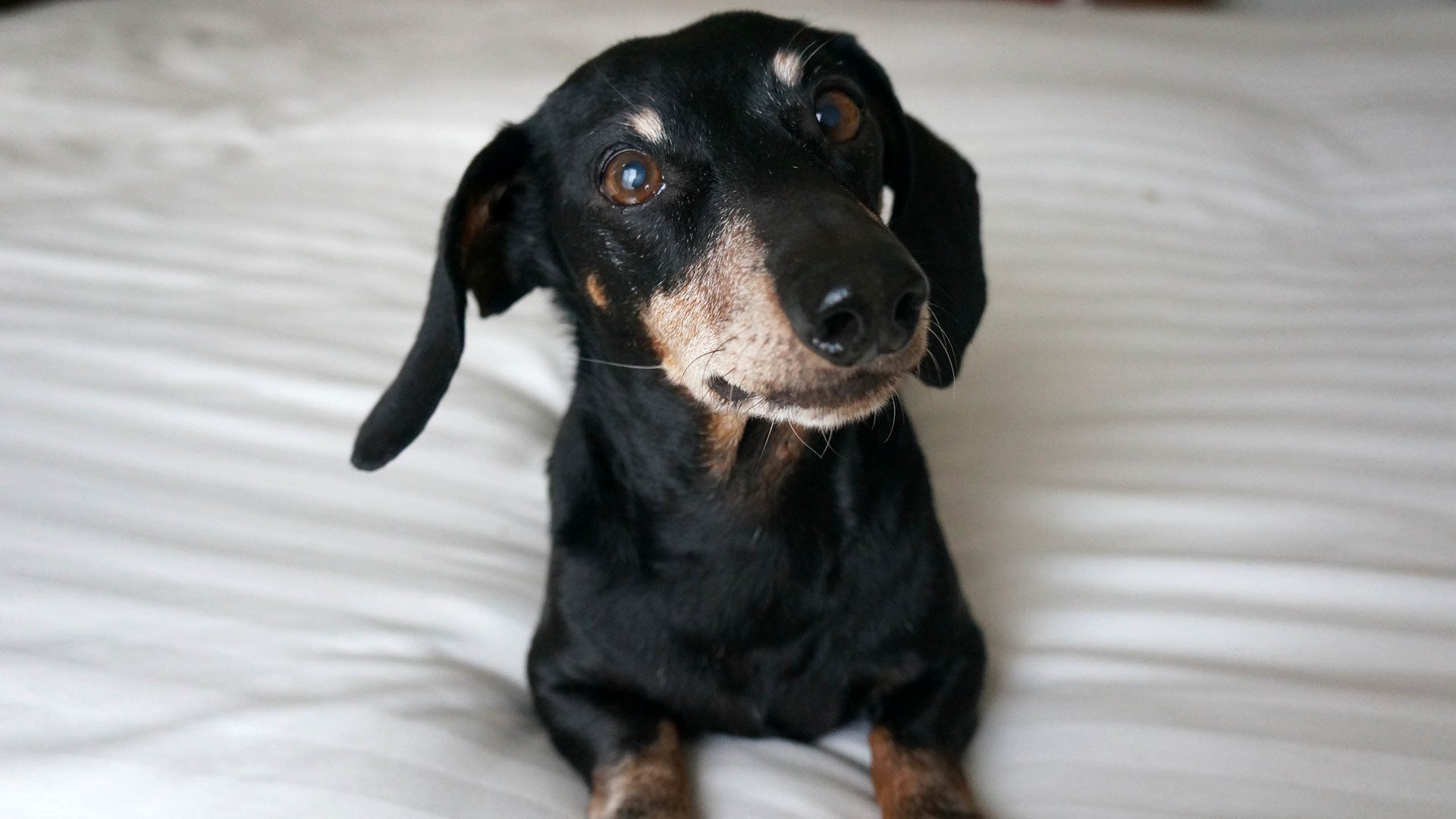 萌宠,汪星人,儿童桌面专用