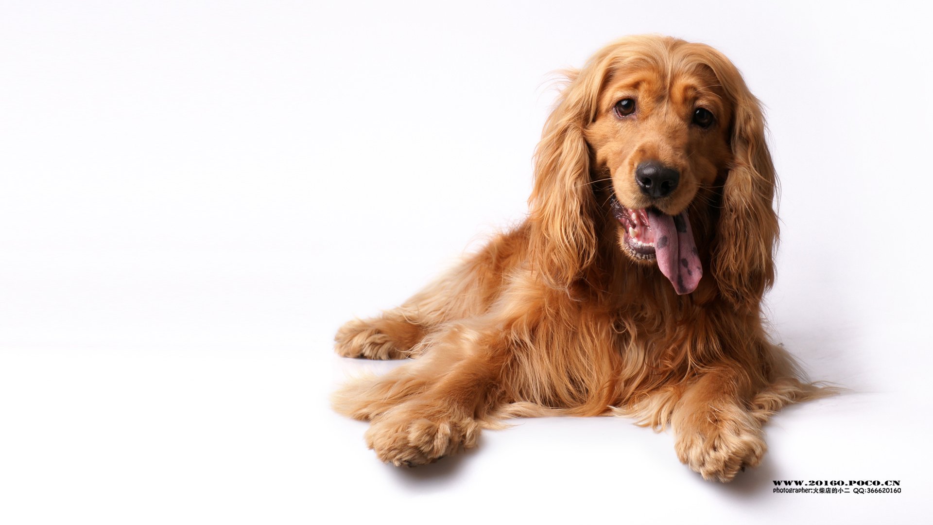 萌宠,狗,汪星人,可爱,古灵精怪,火柴摄影,@摄影师火柴店的小二,儿童桌面专用