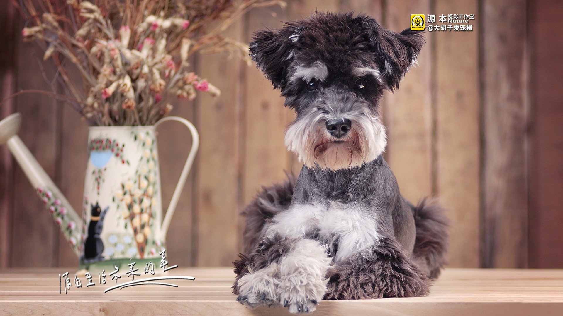 萌宠,源本摄影,狗,汪星人,雪纳瑞,独家首发,@大胡子爱宠摄,儿童桌面专用