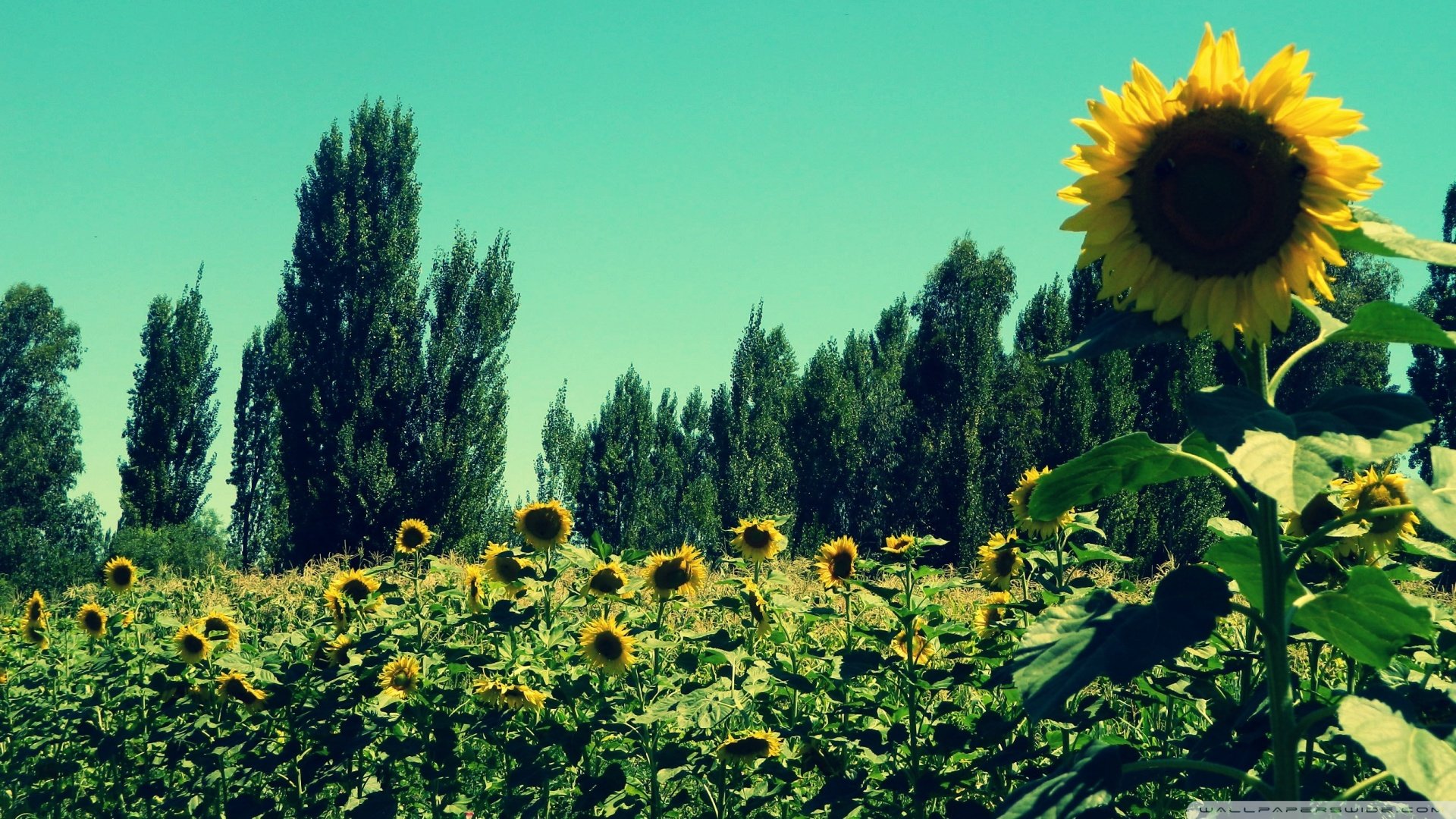 风景,自然风光,向日葵,绿色,儿童桌面专用