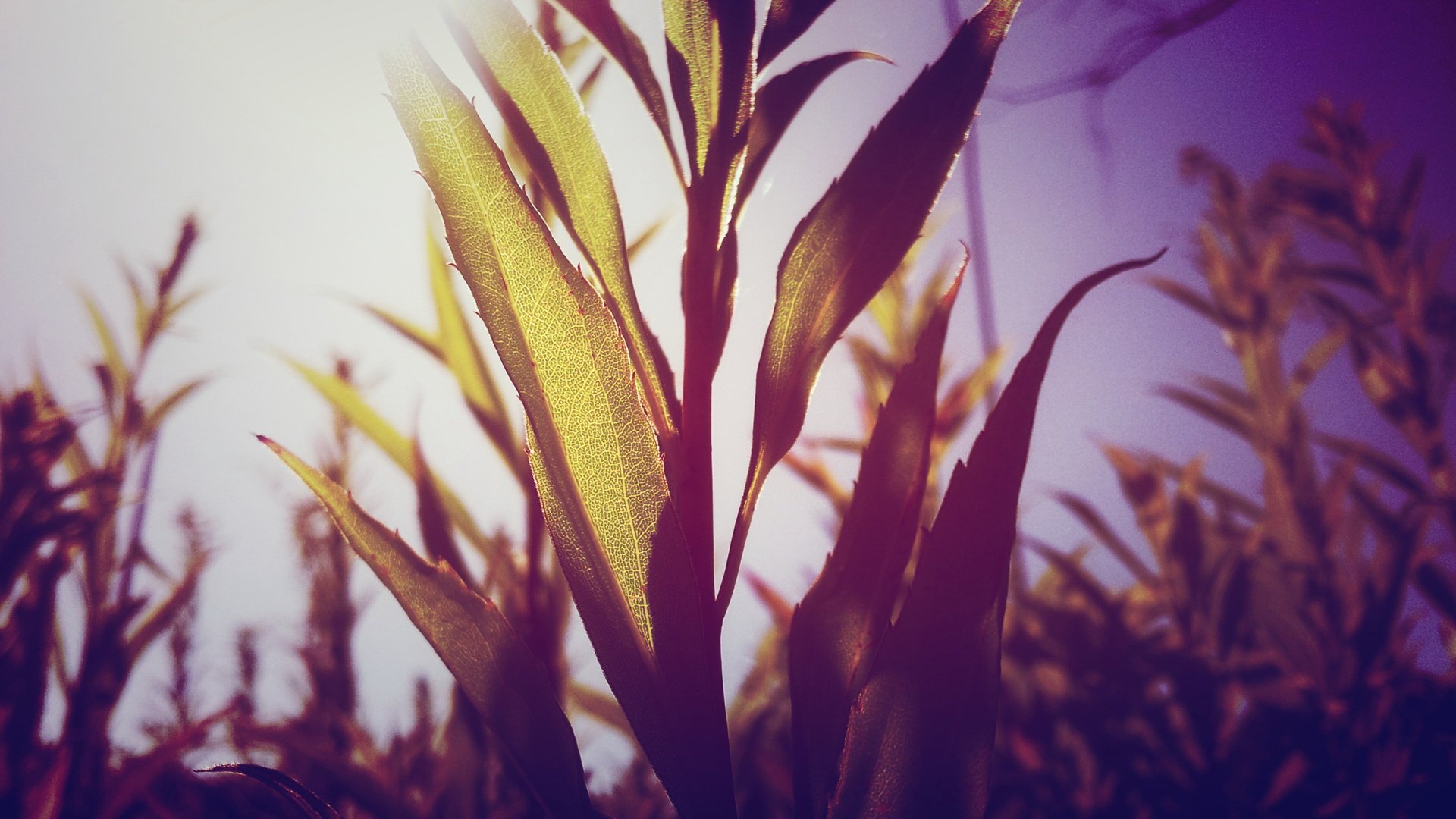 风景,摄影,唯美,植物,儿童桌面专用