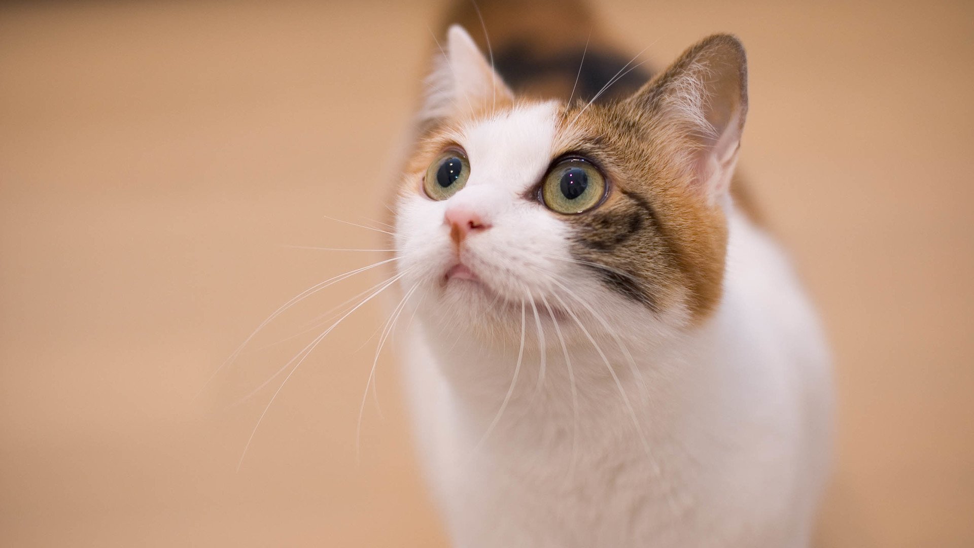 萌宠,可爱,喵星人,儿童桌面专用