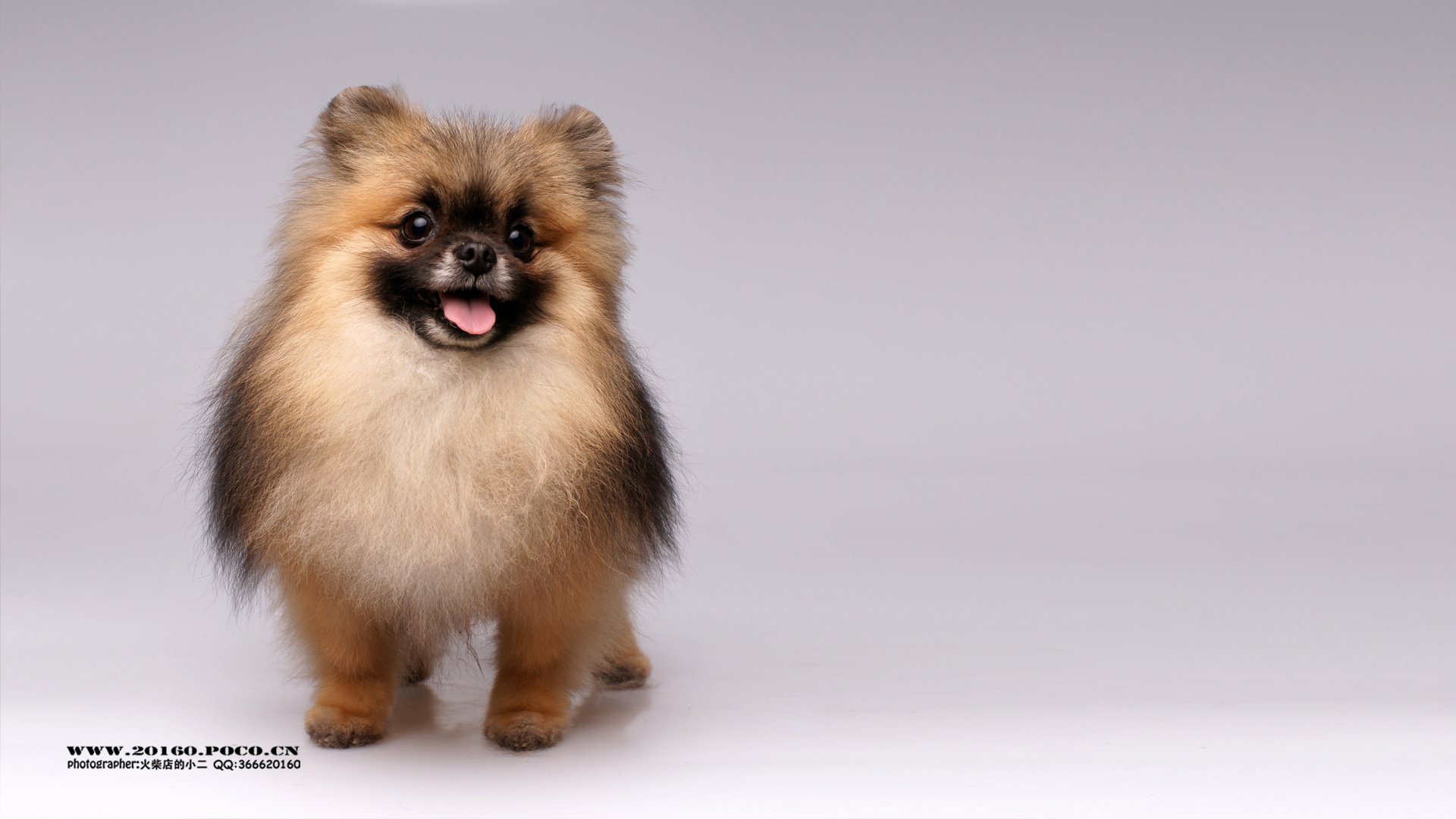 萌宠,汪星人,独家首发,@@摄影师火柴店的小二,儿童桌面专用