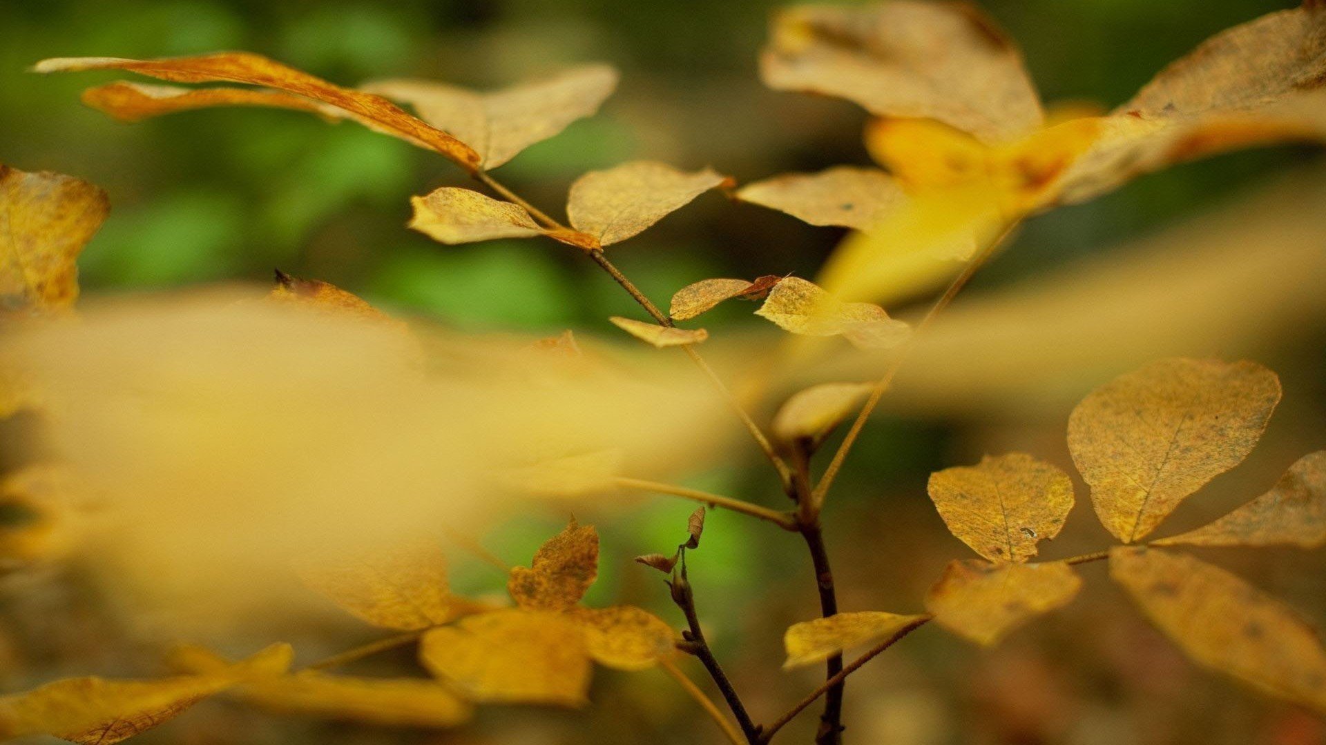 小清新,清新淡雅,儿童桌面专用