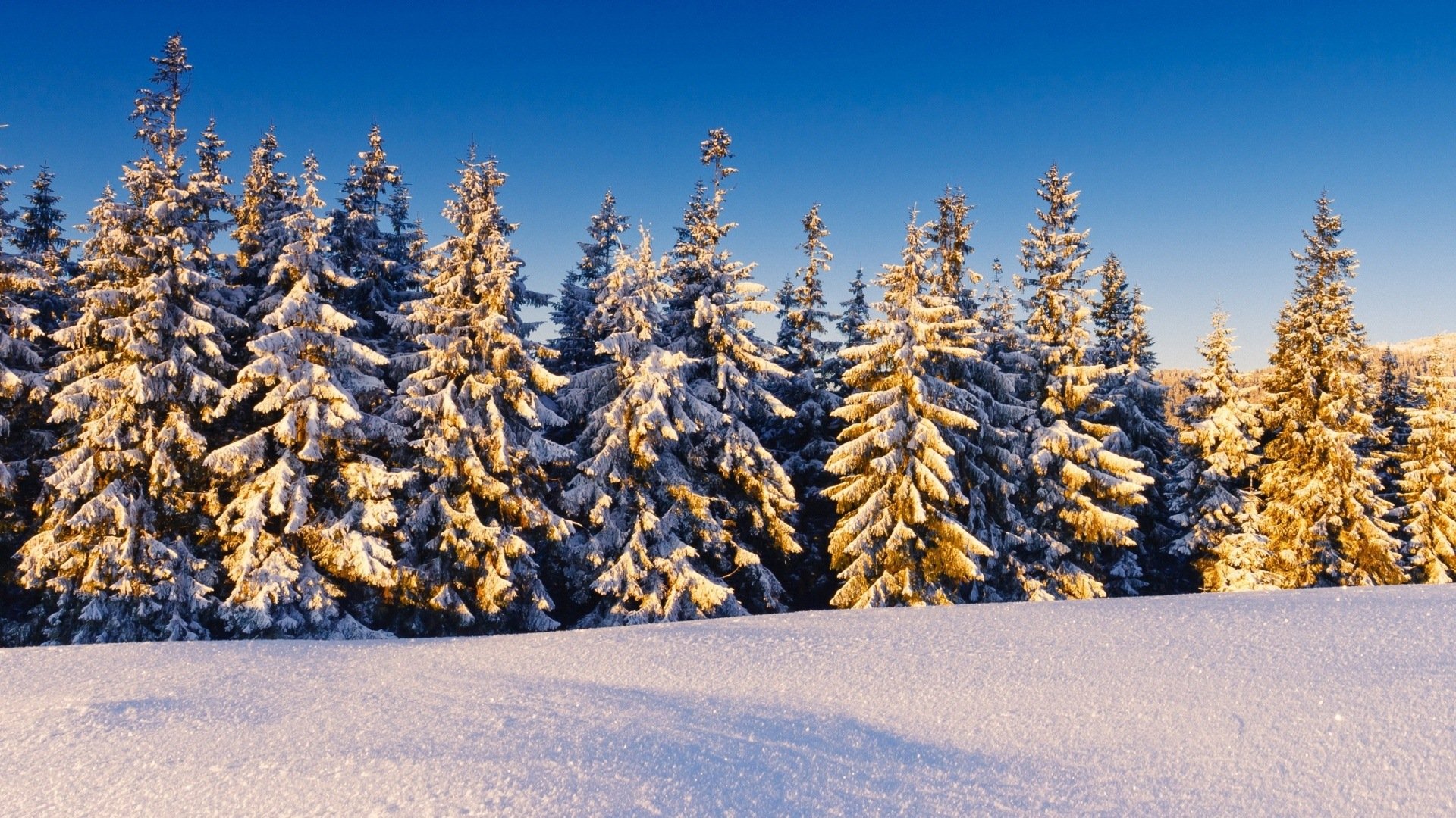 风景,白雪,冬季,冬天,松树,落雪,自然风光,儿童桌面专用
