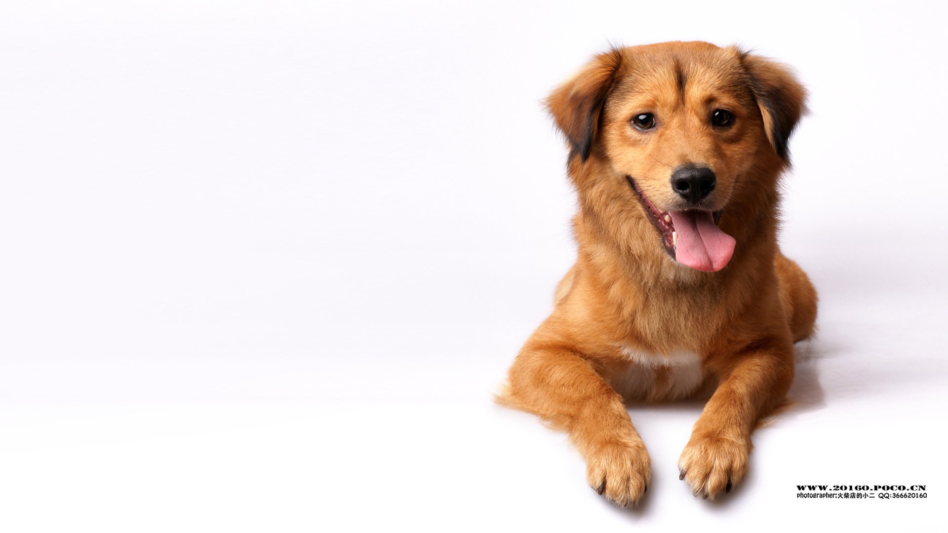 萌宠,狗,汪星人,可爱,古灵精怪,火柴摄影,@摄影师火柴店的小二,儿童桌面专用