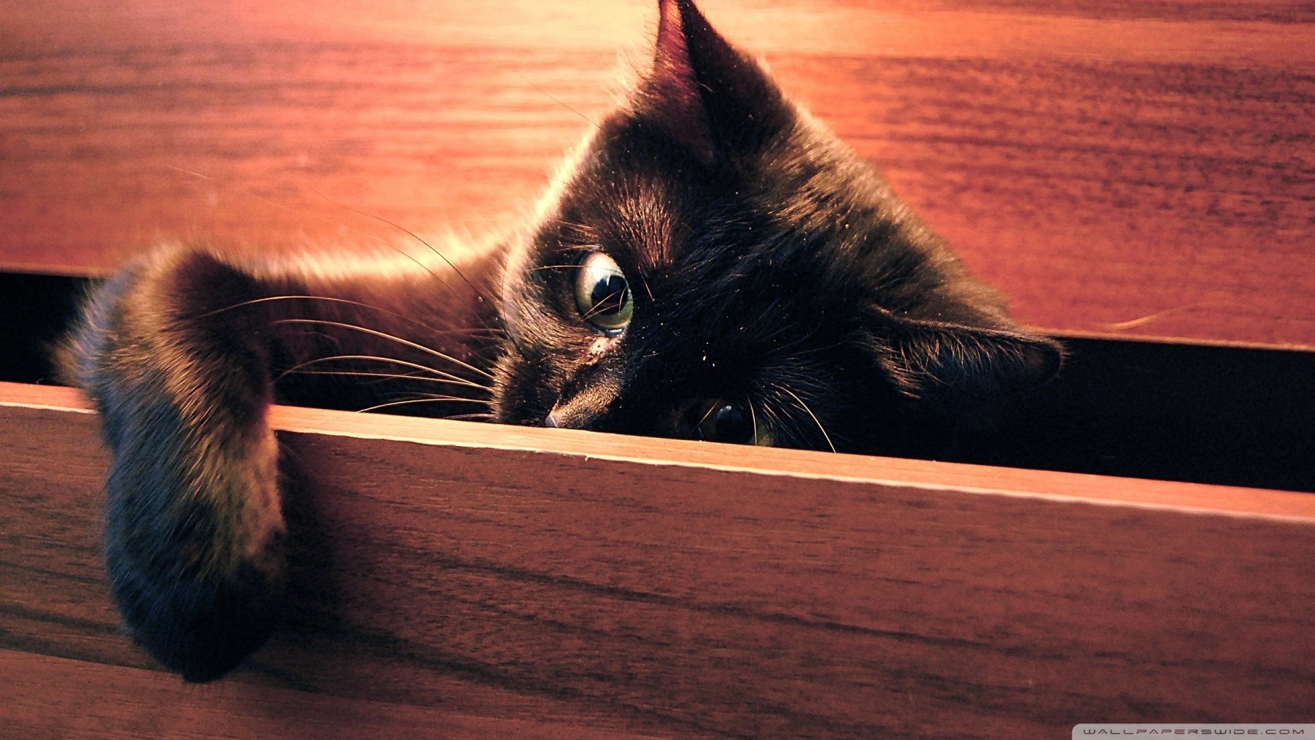 萌宠,猫,喵星人,可爱,卖萌图,古灵精怪,儿童桌面专用