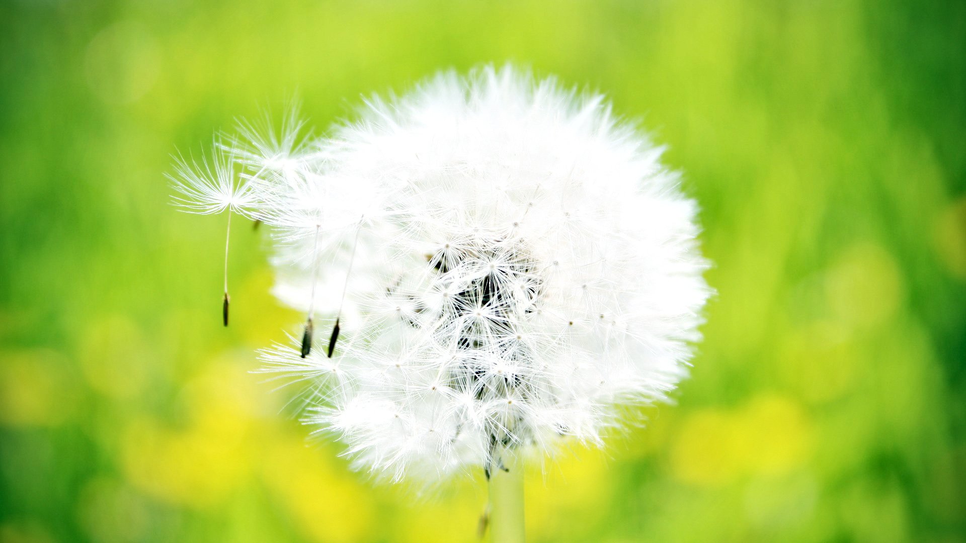 小清新,清新淡雅,蒲公英,儿童桌面专用