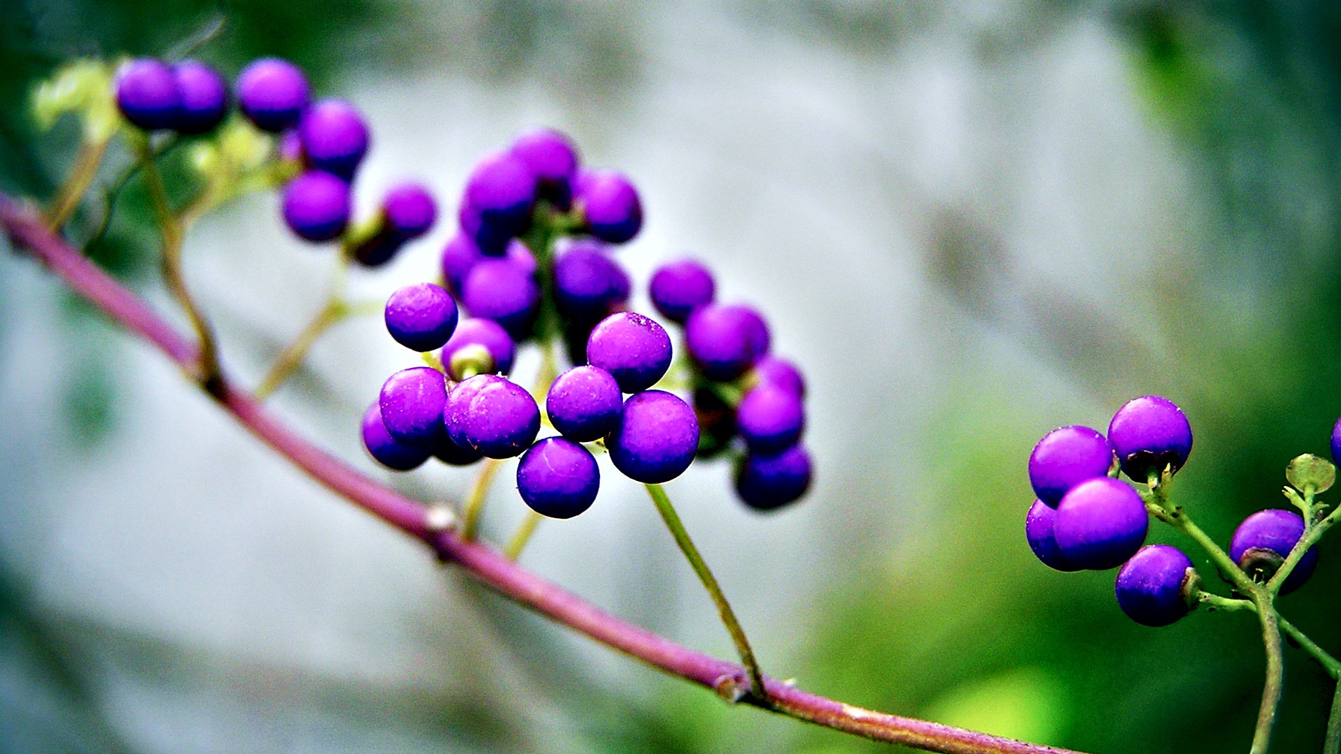 小清新,娇艳欲滴,花,儿童桌面专用