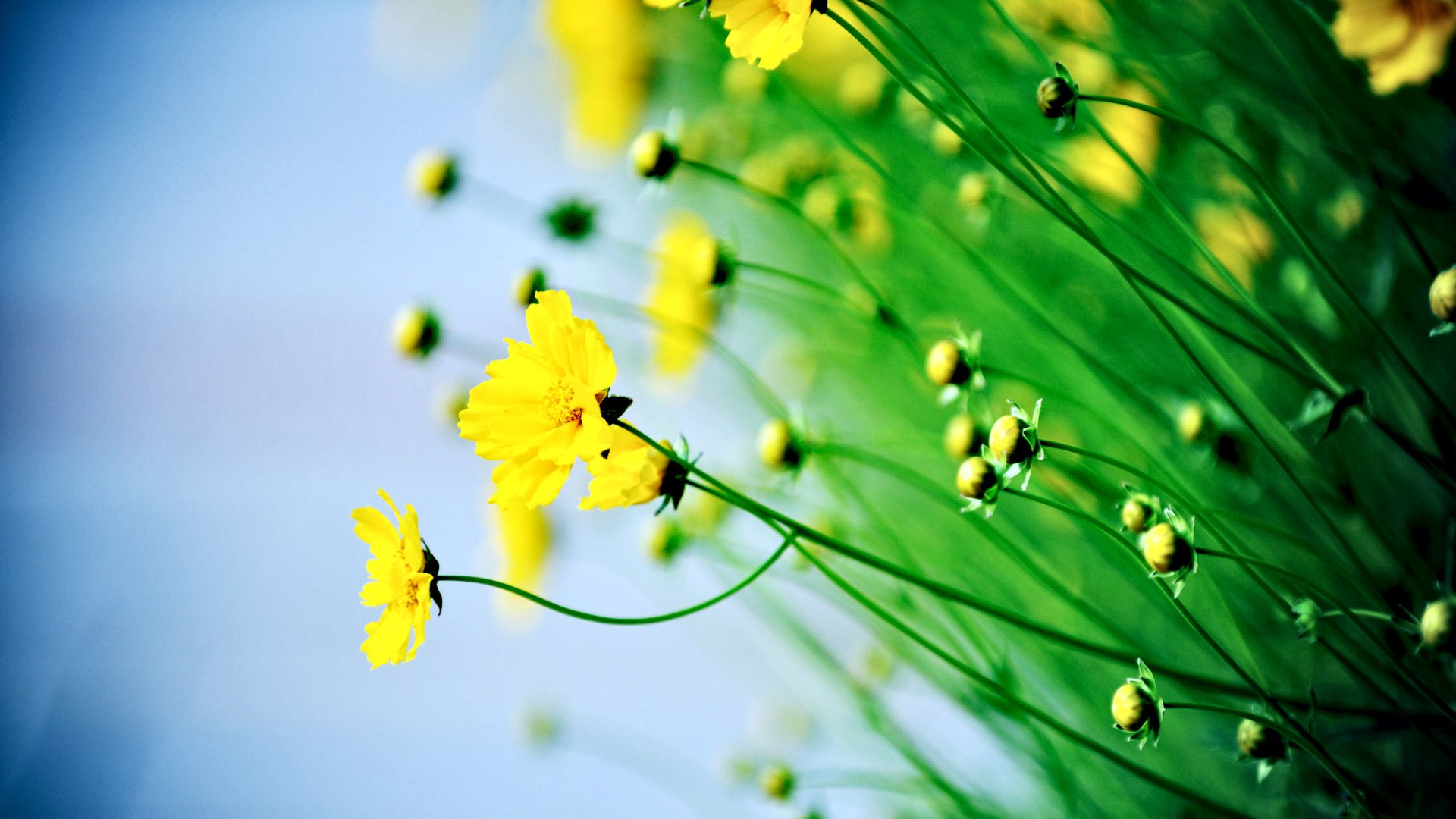 小清新,清新淡雅,植物,花,儿童桌面专用