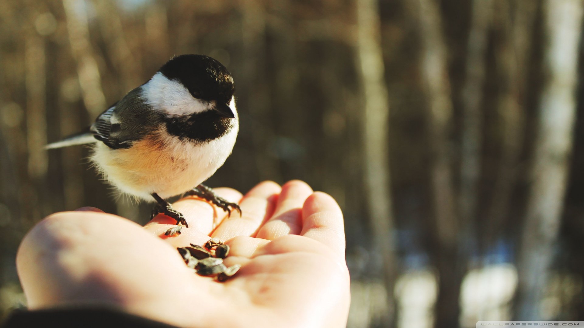 萌宠,小鸟天地,鸟,儿童桌面专用