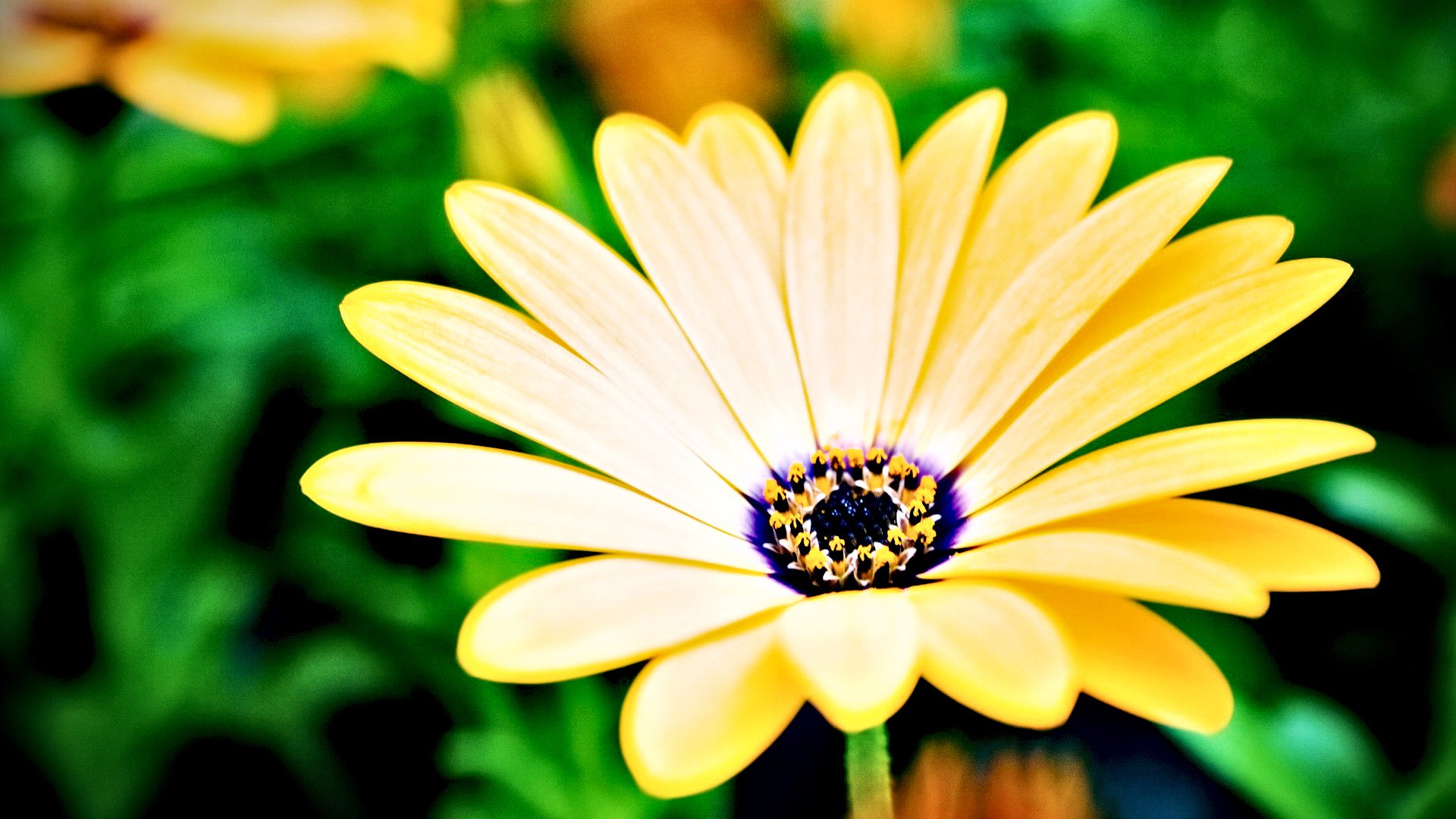 小清新,清新淡雅,花,儿童桌面专用