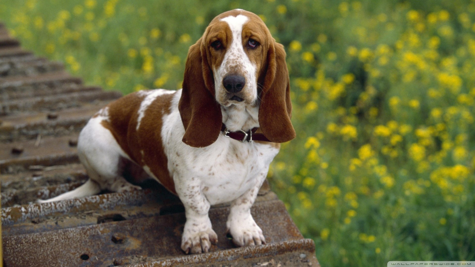 萌宠,狗,汪星人,可爱,卖萌图,古灵精怪,儿童桌面专用