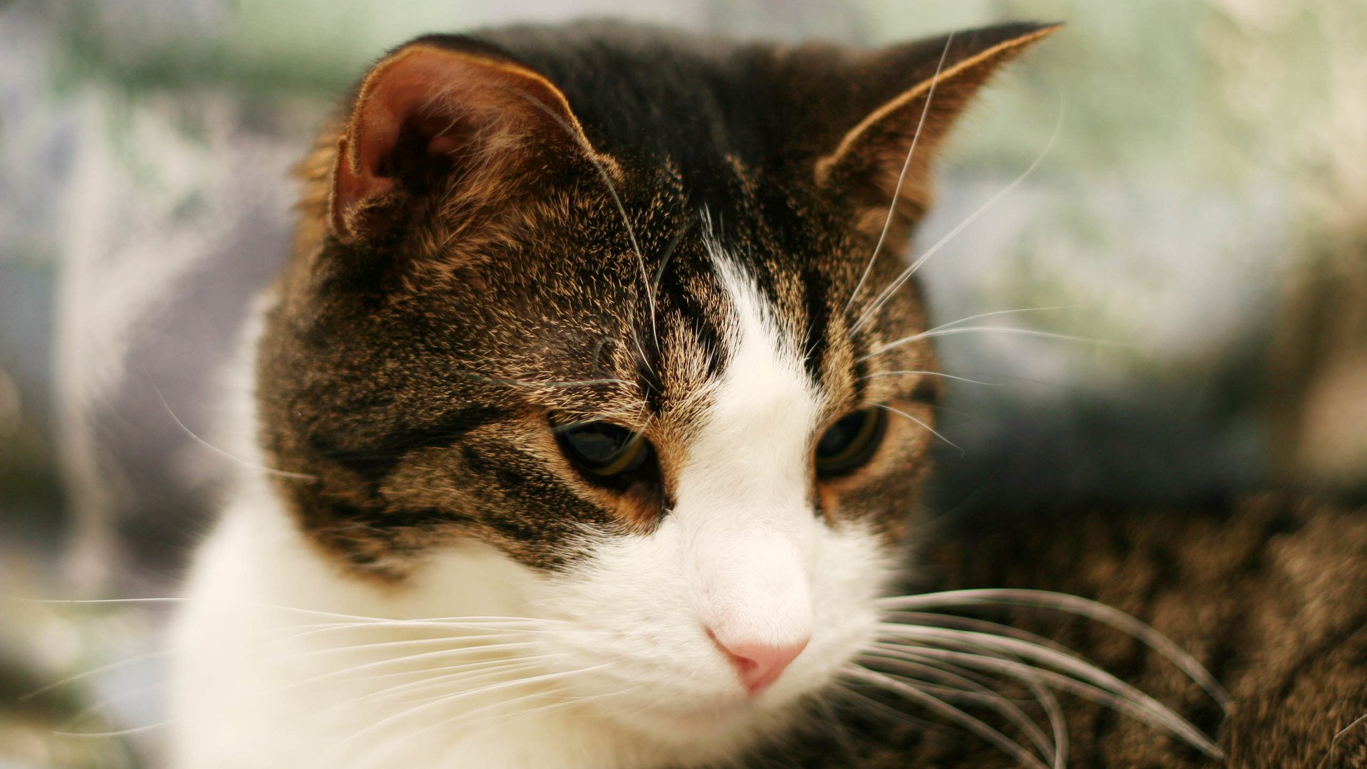 萌宠,喵星人,猫,猫咪,儿童桌面专用