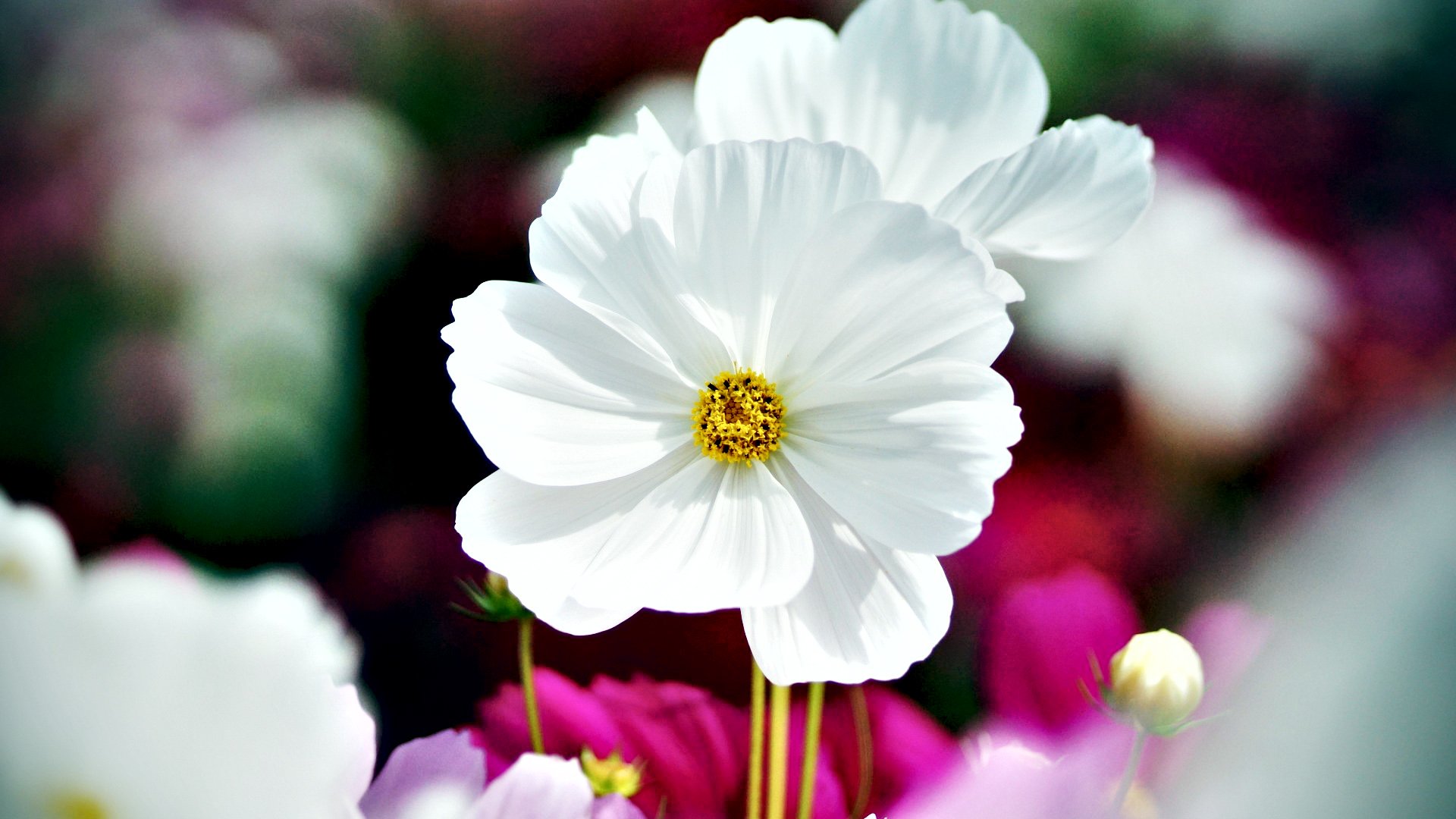 小清新,清新淡雅,植物,花,儿童桌面专用