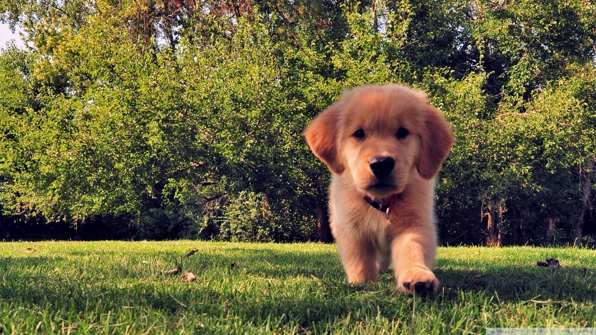 萌宠,狗,汪星人,可爱,卖萌图,古灵精怪,儿童桌面专用