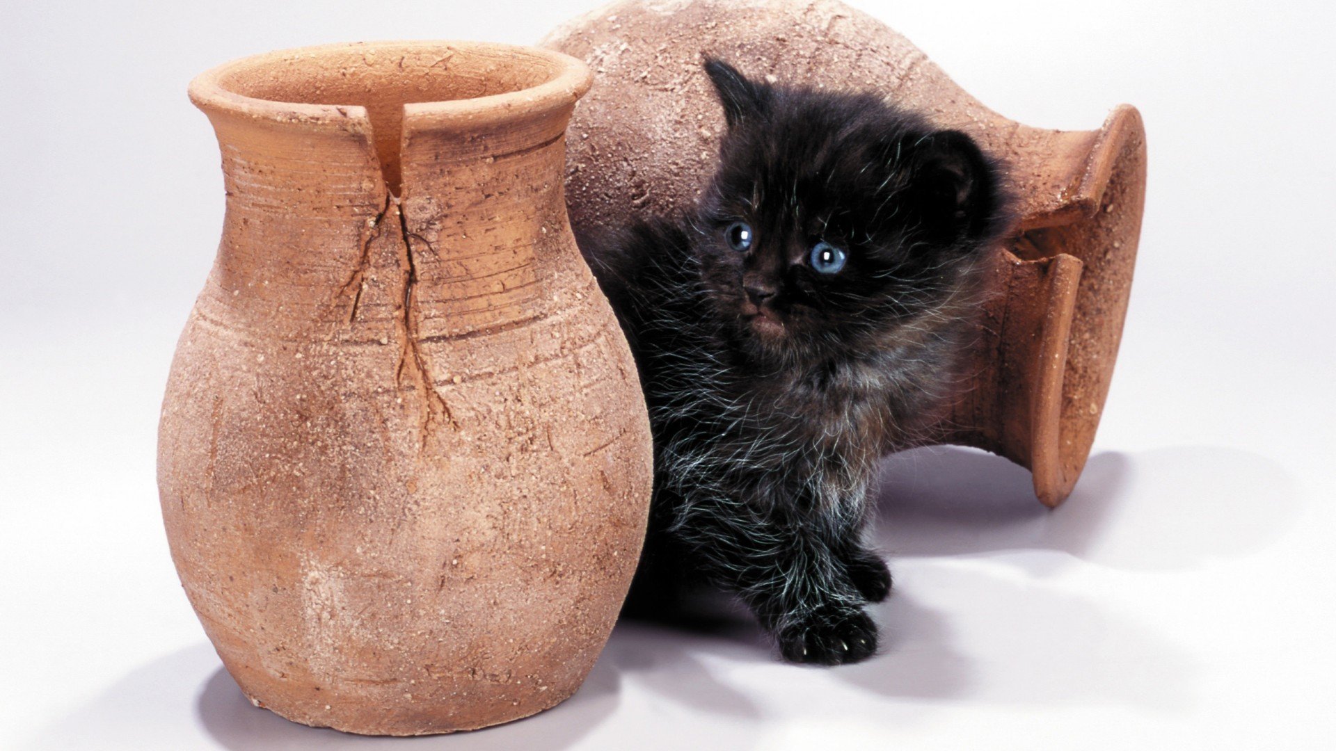 萌宠,猫,喵星人,可爱,古灵精怪,儿童桌面专用