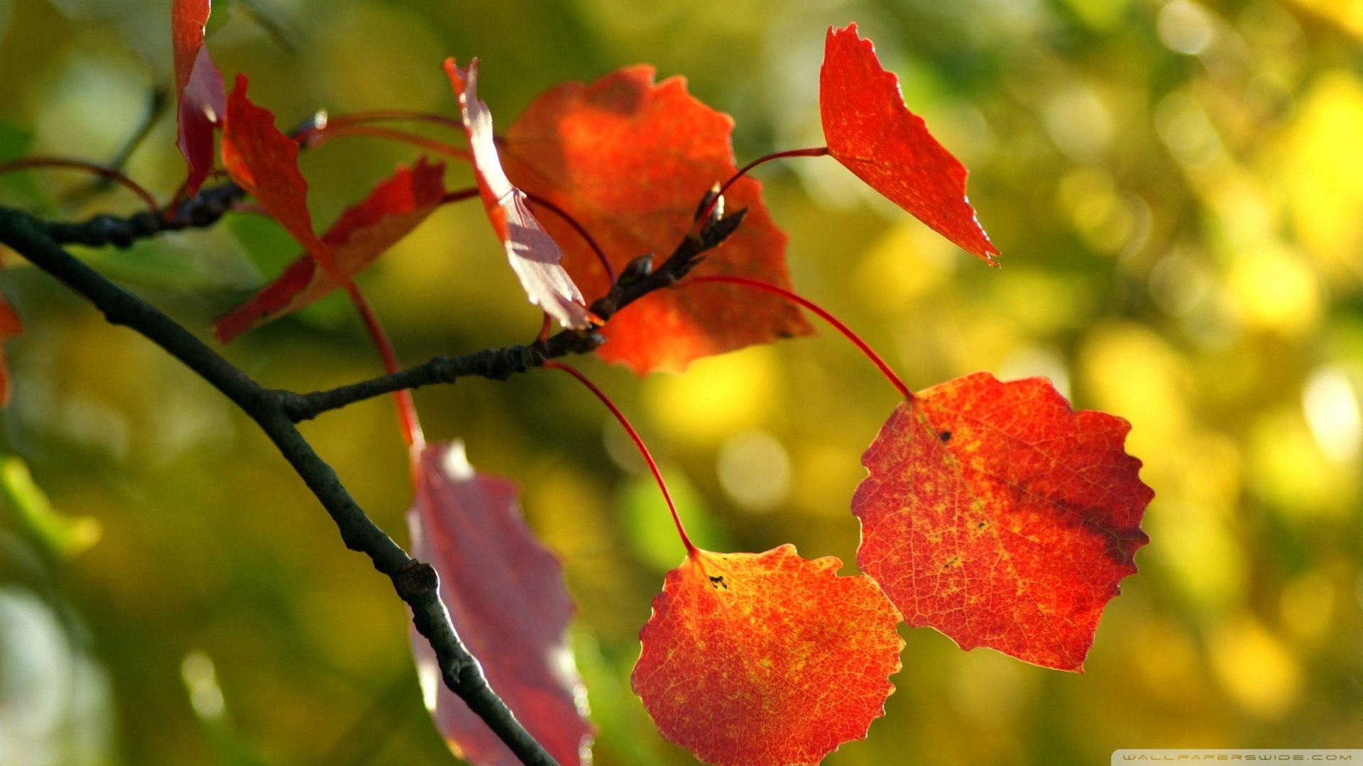 小清新,娇艳欲滴,儿童桌面专用