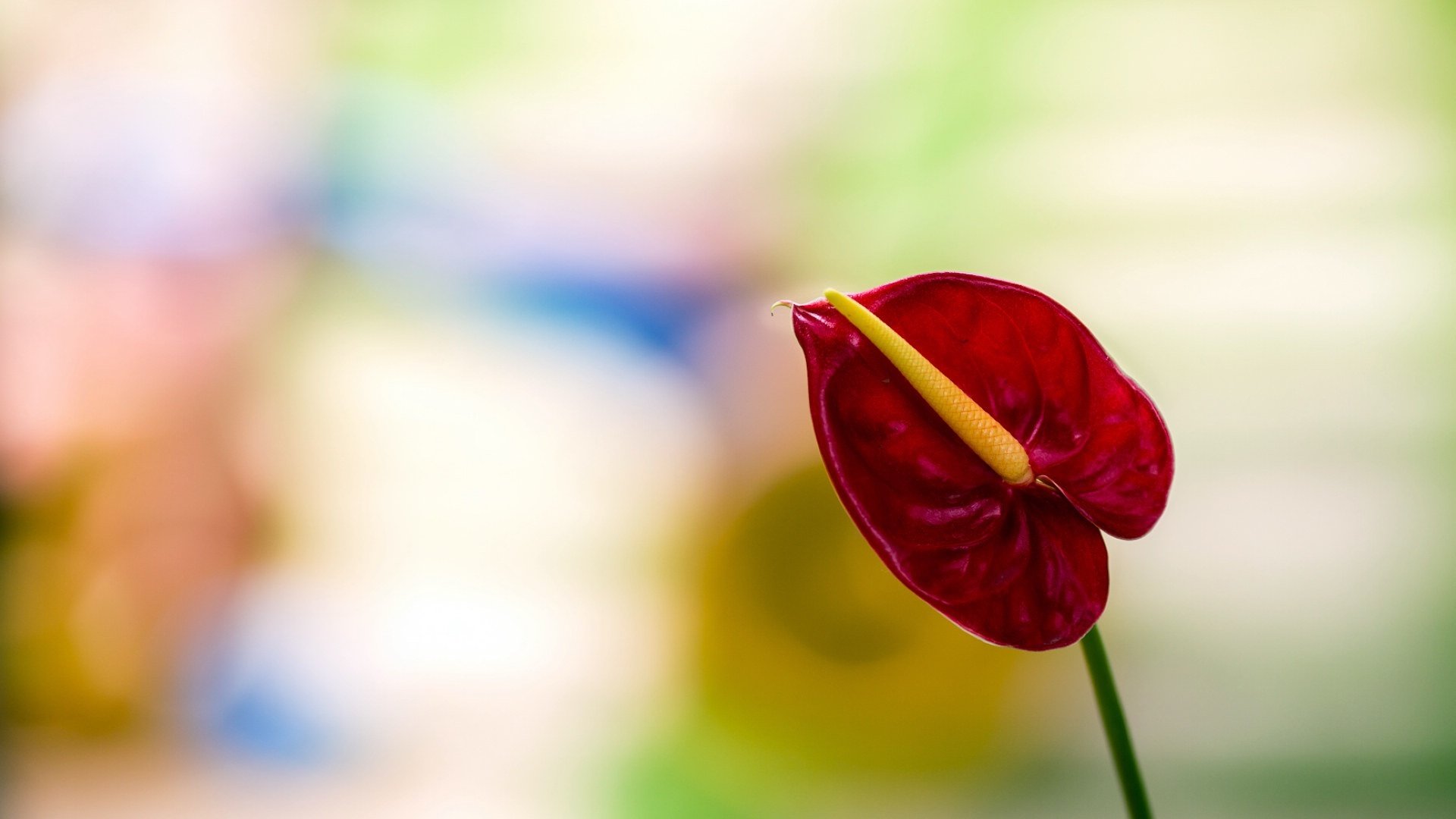 小清新,清新淡雅,儿童桌面专用