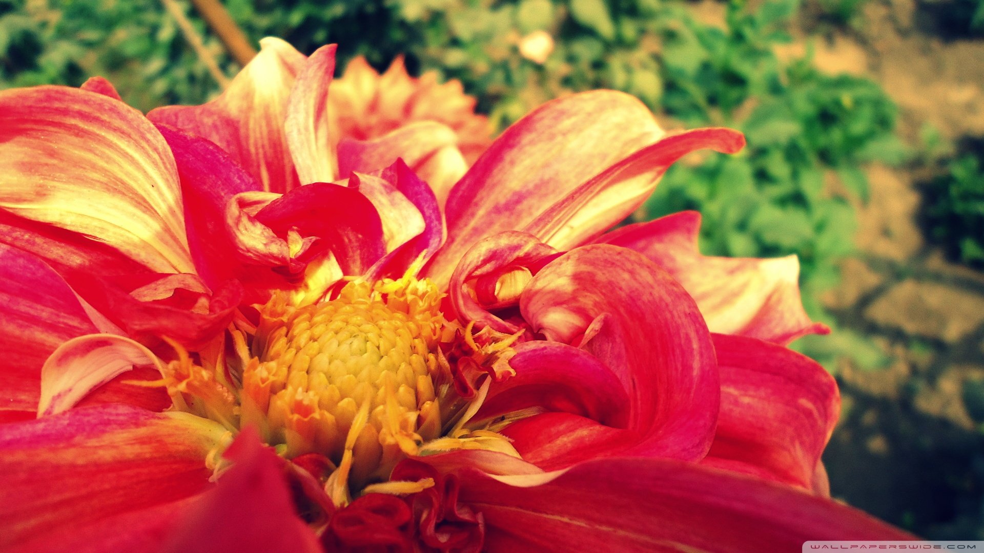 风景,春意盎然,儿童桌面专用