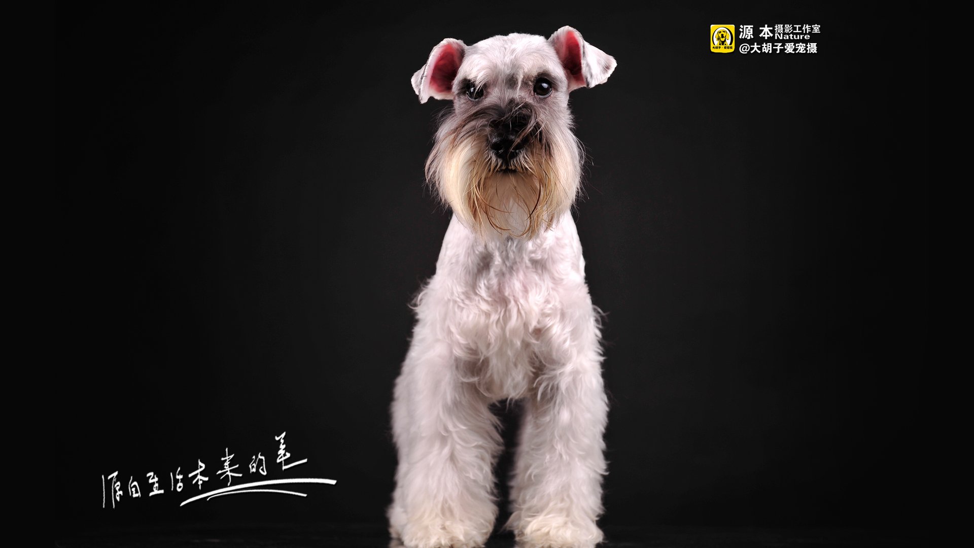 萌宠,雪纳瑞,汪星人,狗,狗狗,独家首发,源本摄影,@大胡子爱宠摄,儿童桌面专用