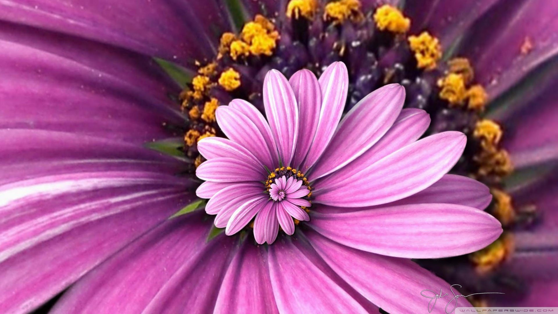 小清新,娇艳欲滴,花,儿童桌面专用