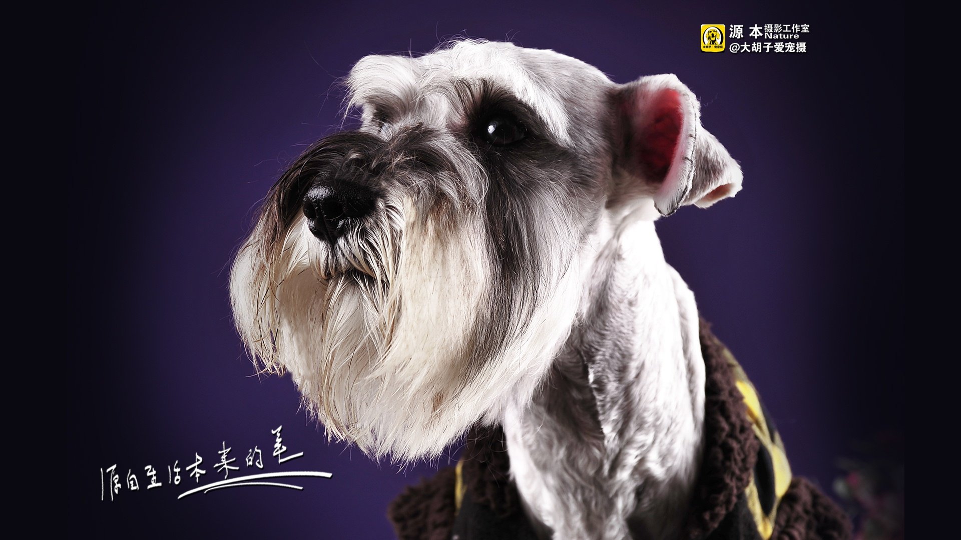 萌宠,雪纳瑞,汪星人,狗,狗狗,独家首发,源本摄影,@大胡子爱宠摄,儿童桌面专用