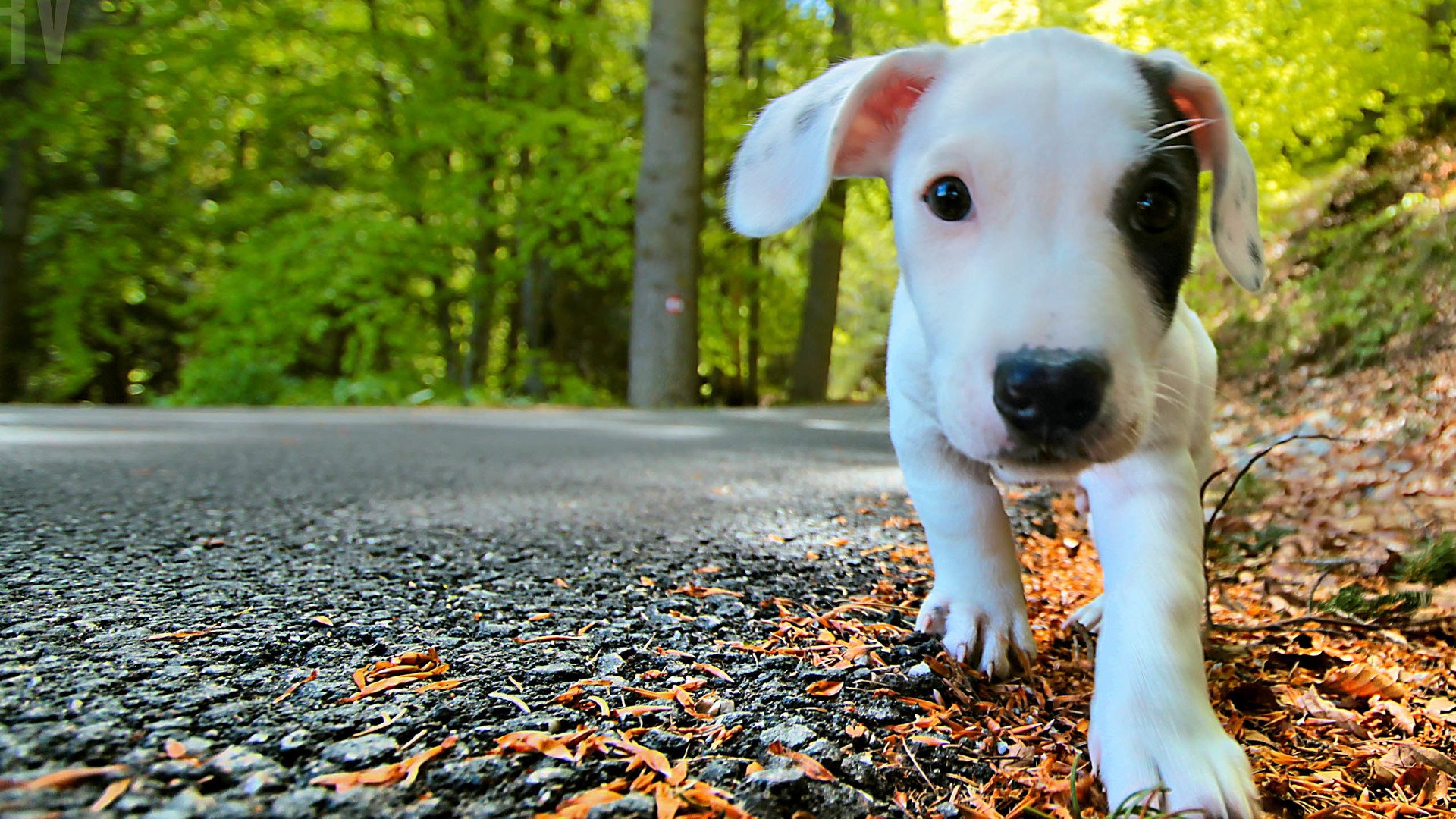 萌宠,汪星人,儿童桌面专用