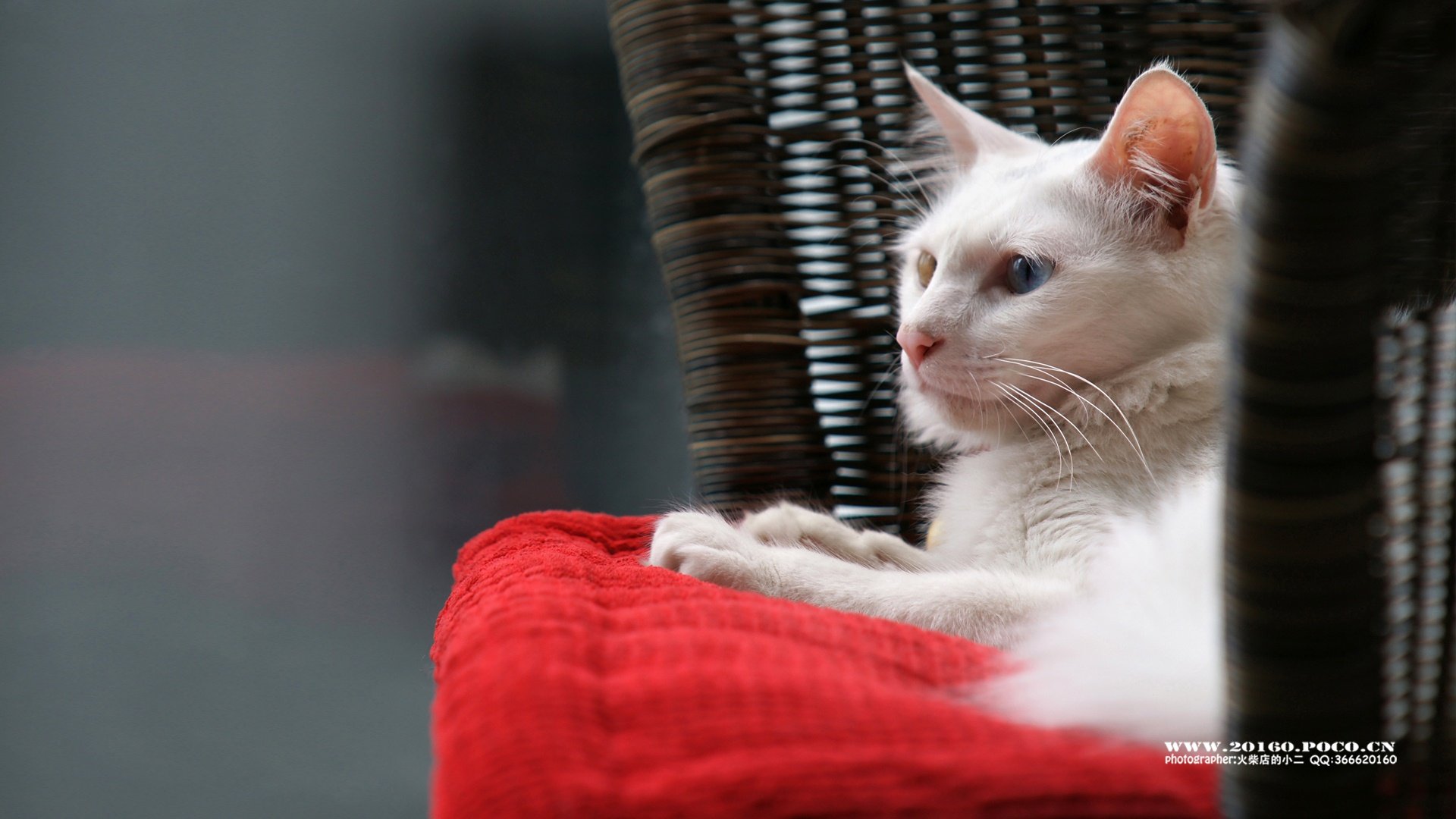 萌宠,摄影,猫,喵星人,火柴摄影,独家首发,@摄影师火柴店的小二,儿童桌面专用