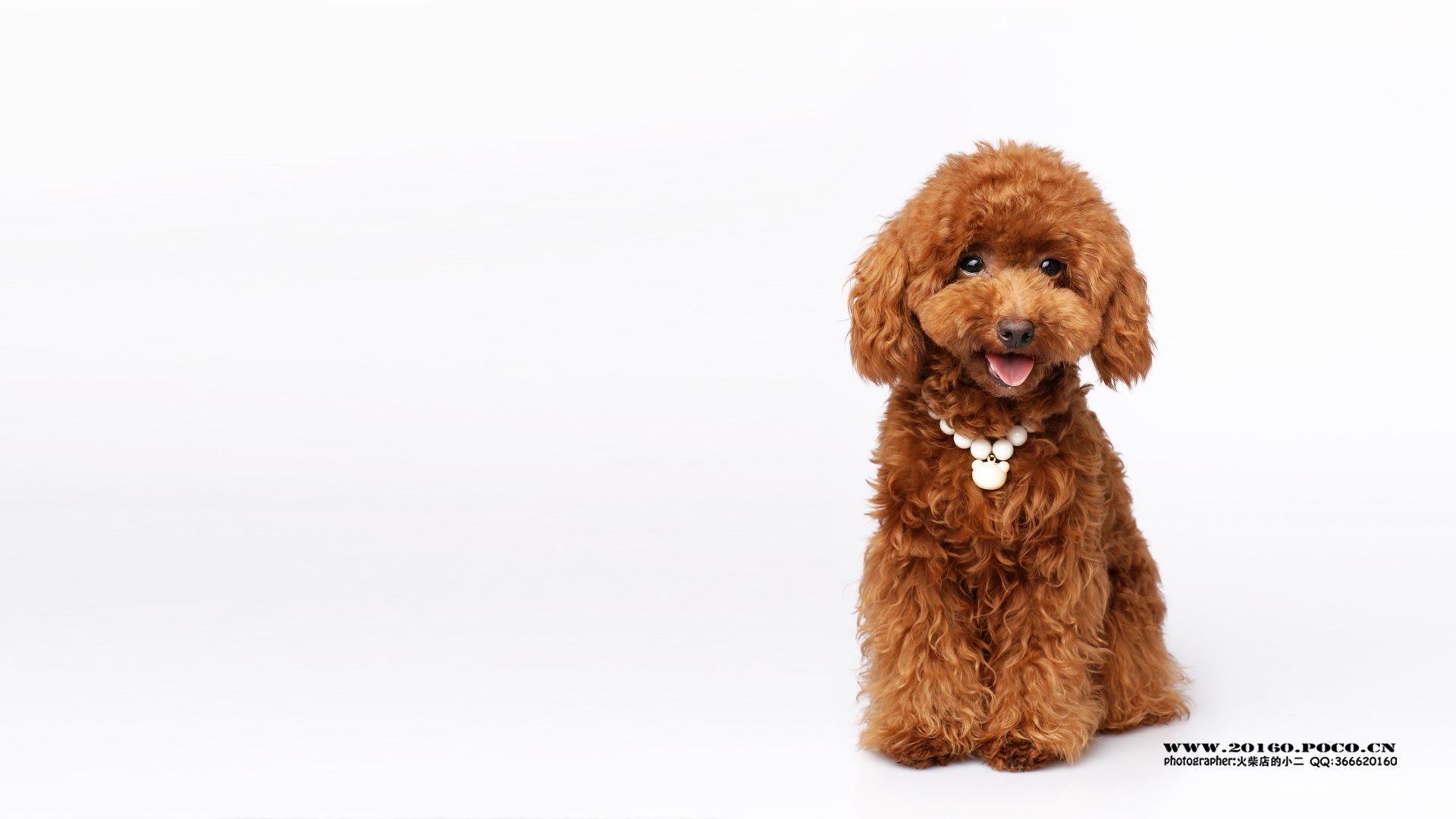 萌宠,火柴摄影,汪星人,狗,独家首发,@摄影师火柴店的小二,儿童桌面专用