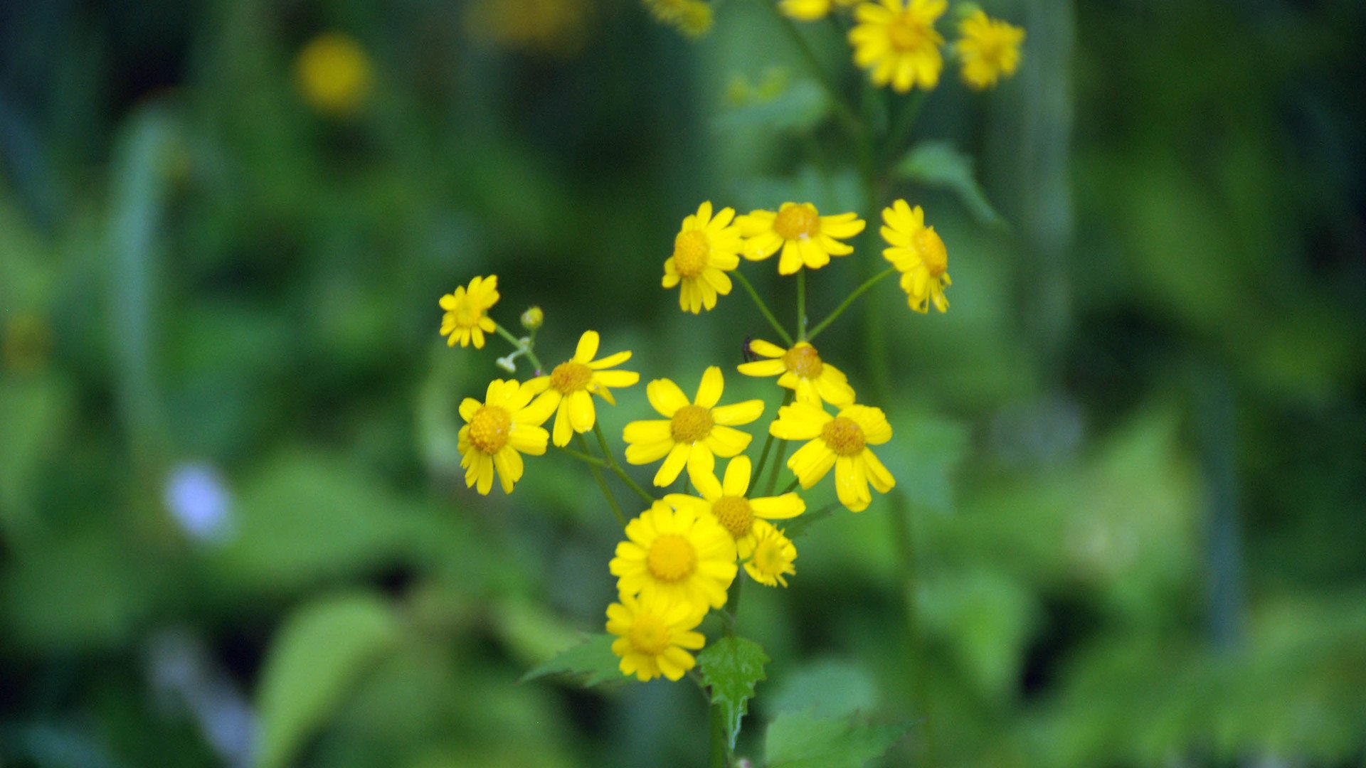 小清新,护眼壁纸,儿童桌面专用