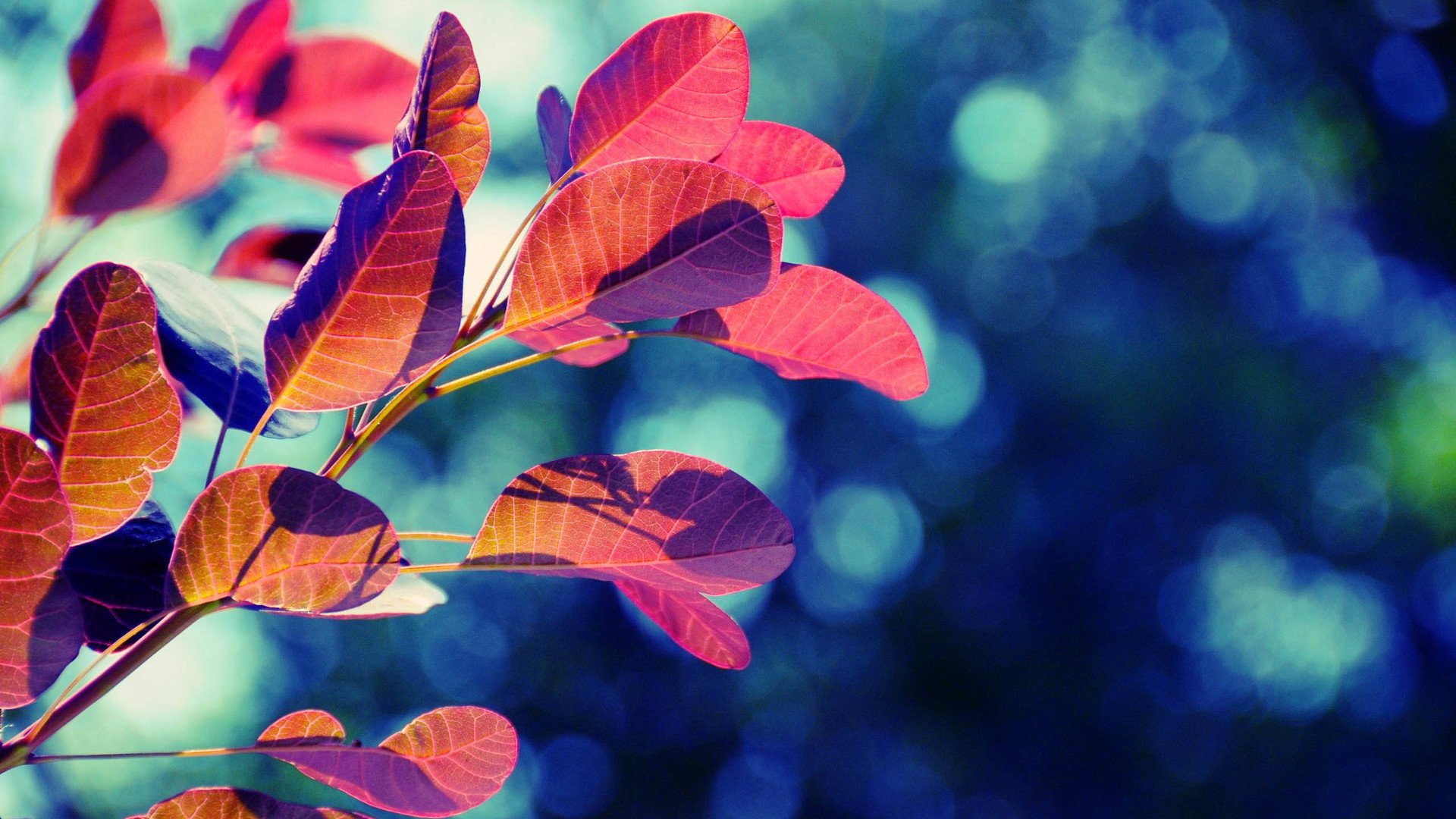 小清新,娇艳欲滴,儿童桌面专用