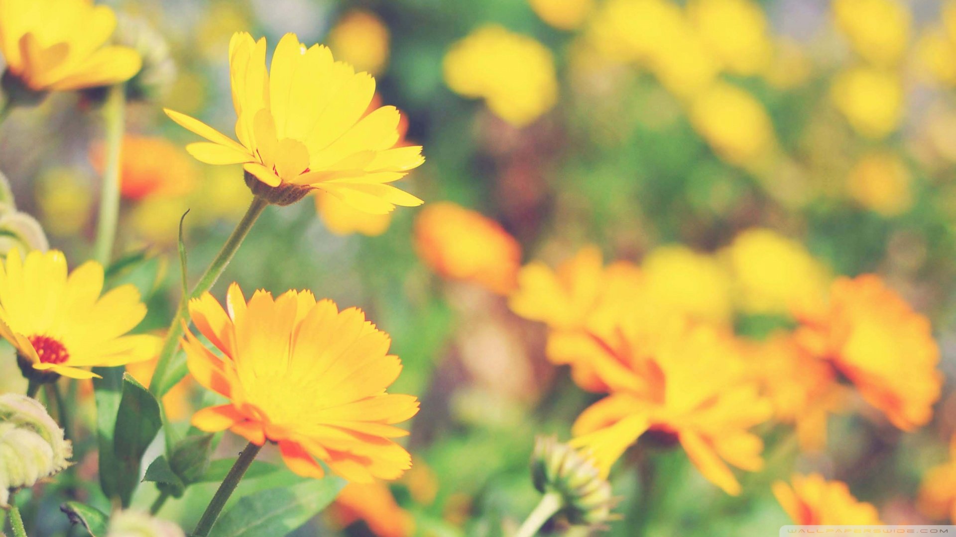 风景,春意盎然,儿童桌面专用