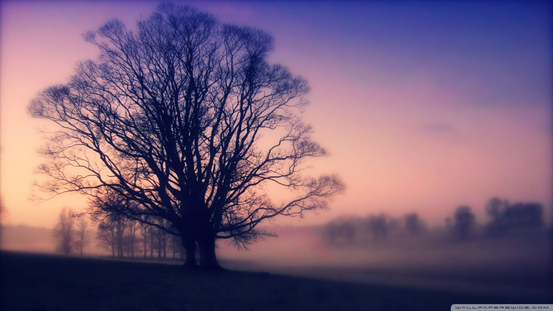 风景,自然分光,儿童桌面专用