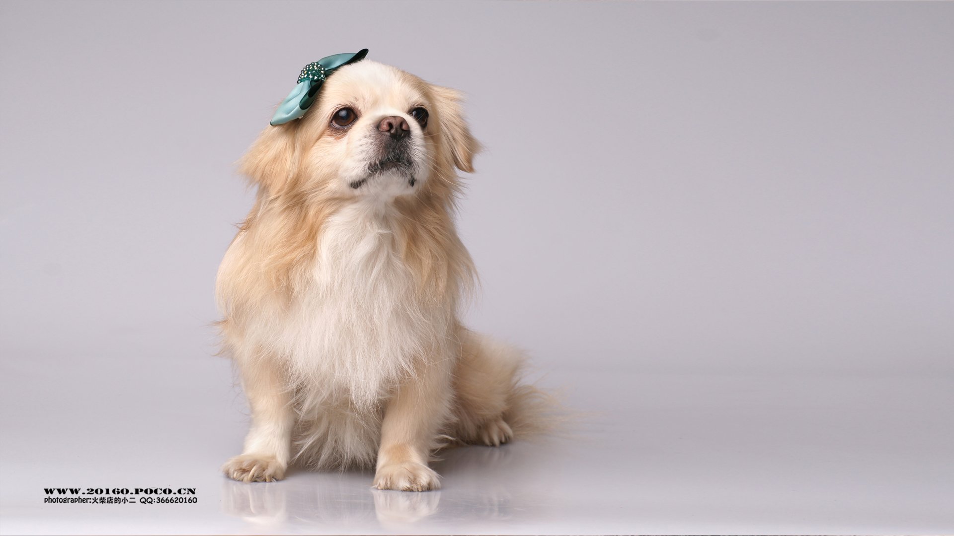 萌宠,摄影,狗,汪星人,火柴摄影,独家首发,@摄影师火柴店的小二,儿童桌面专用