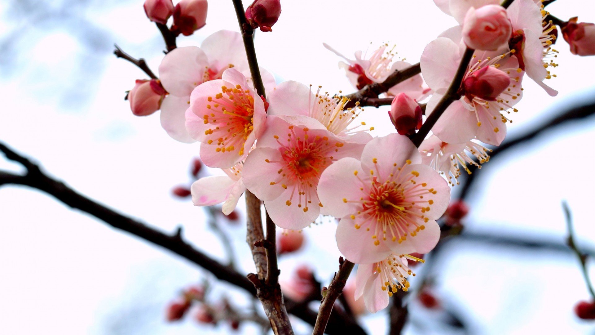 小清新,娇艳欲滴,花,儿童桌面专用