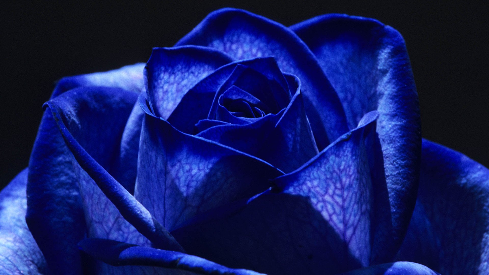 小清新,娇艳欲滴,花,儿童桌面专用