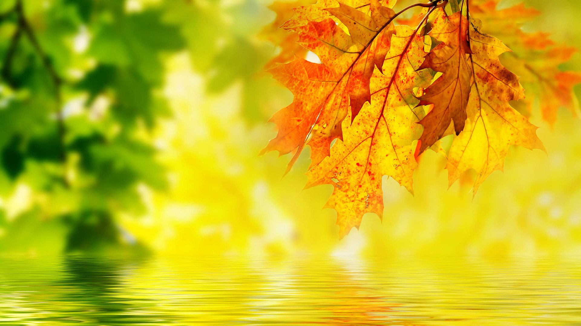 小清新,清新淡雅,儿童桌面专用