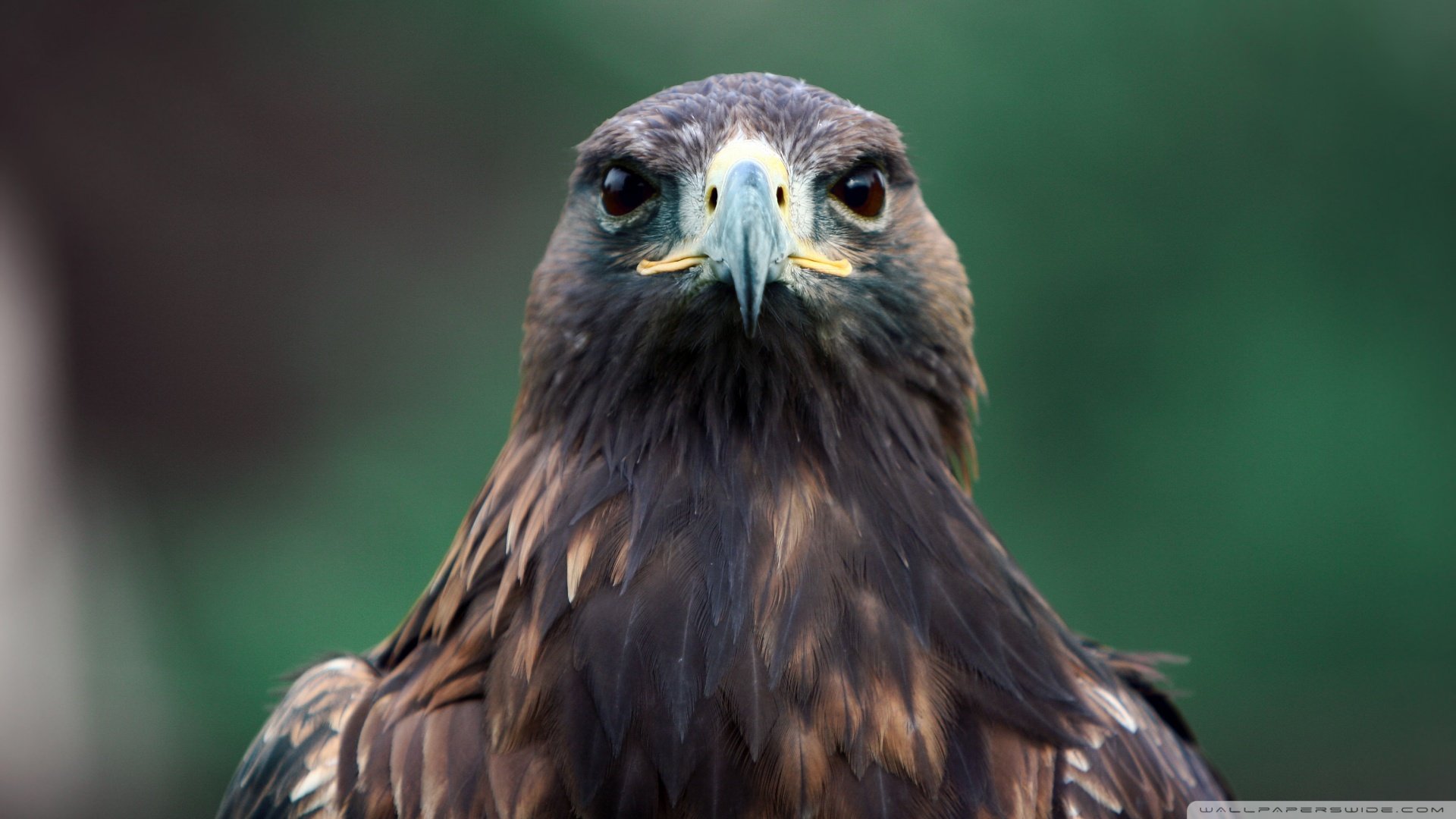 萌宠,小鸟天地,鹰,儿童桌面专用
