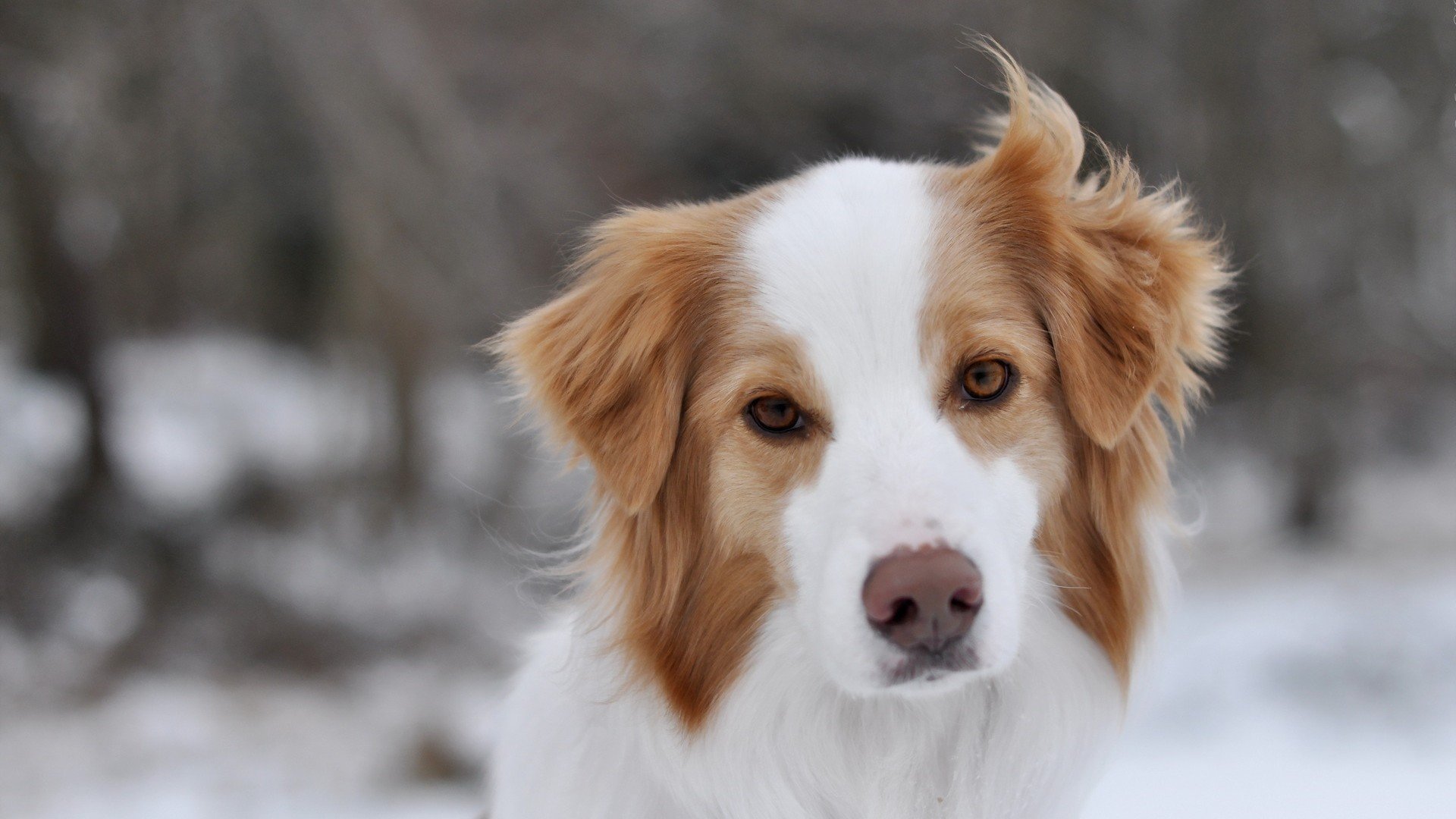 萌宠,狗,汪星人,可爱,卖萌图,古灵精怪,儿童桌面专用