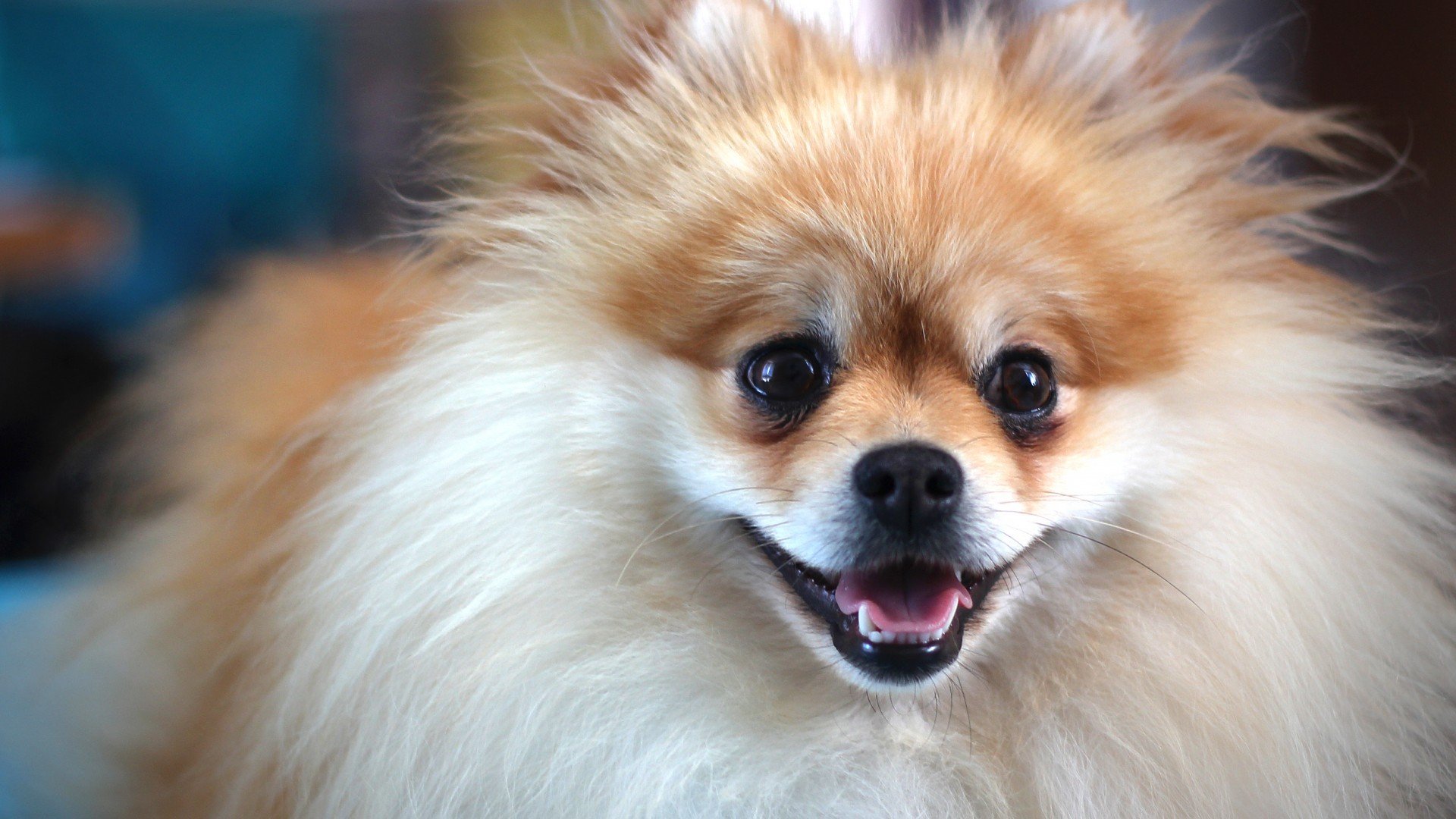 萌宠,可爱,汪星人,儿童桌面专用