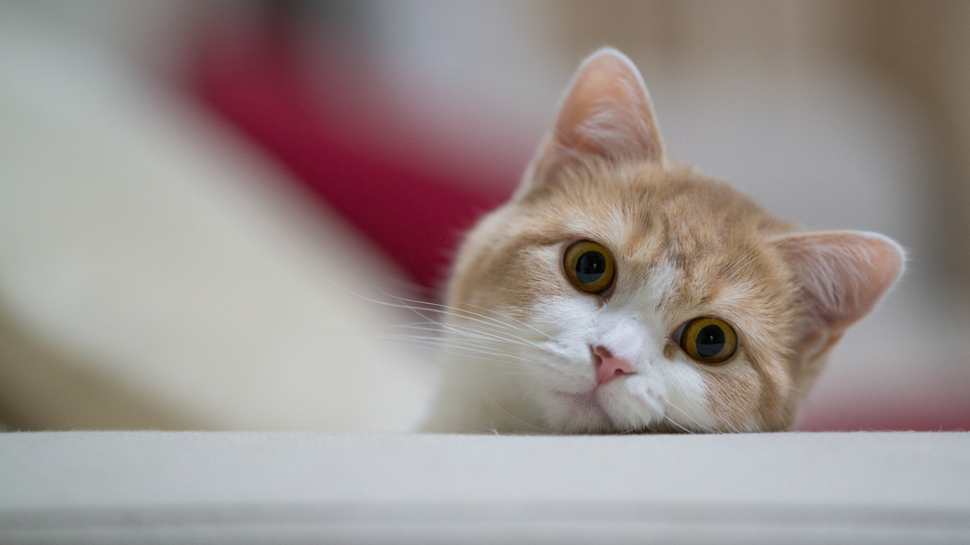 萌宠,喵星人,猫咪,猫,儿童桌面专用